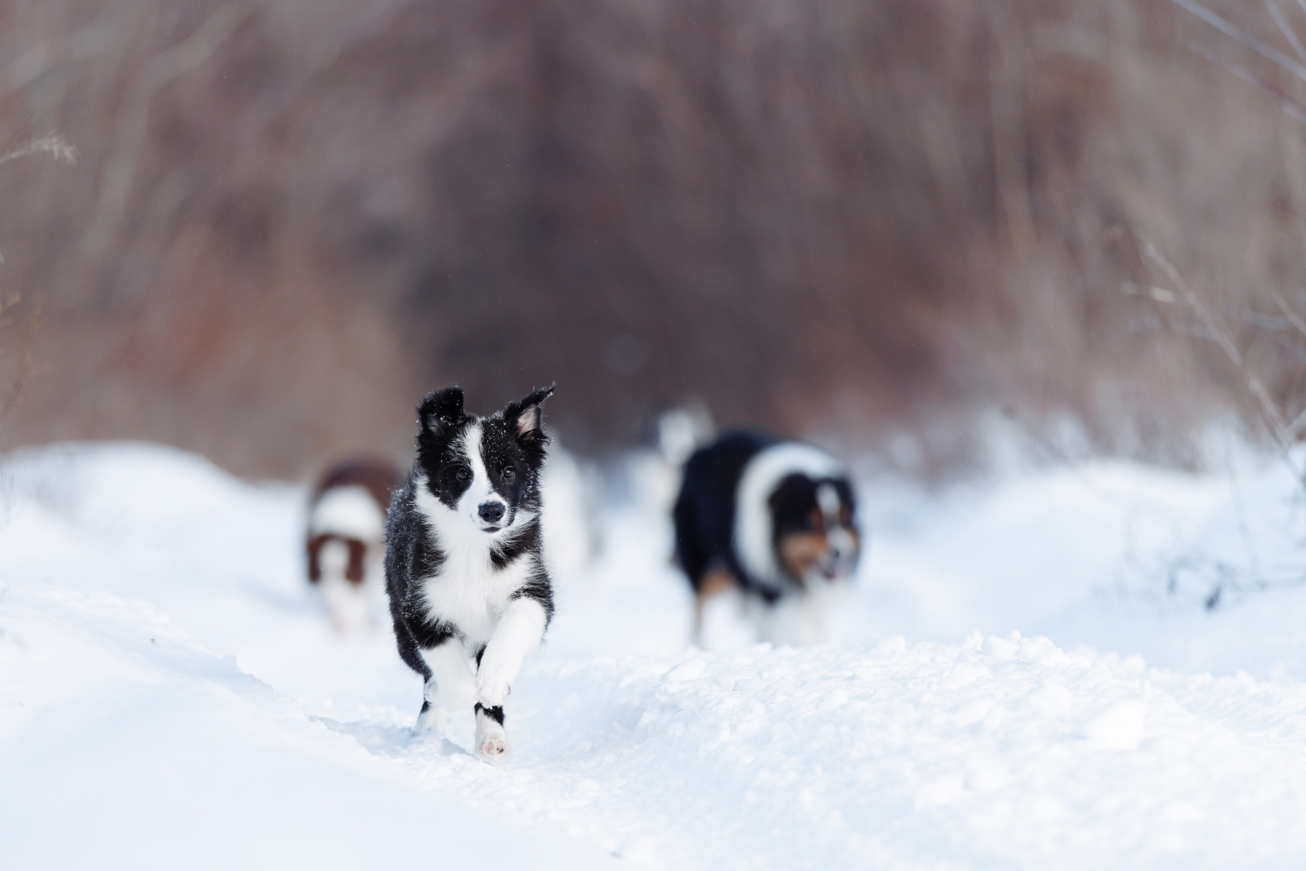 Яркий январь. О нас