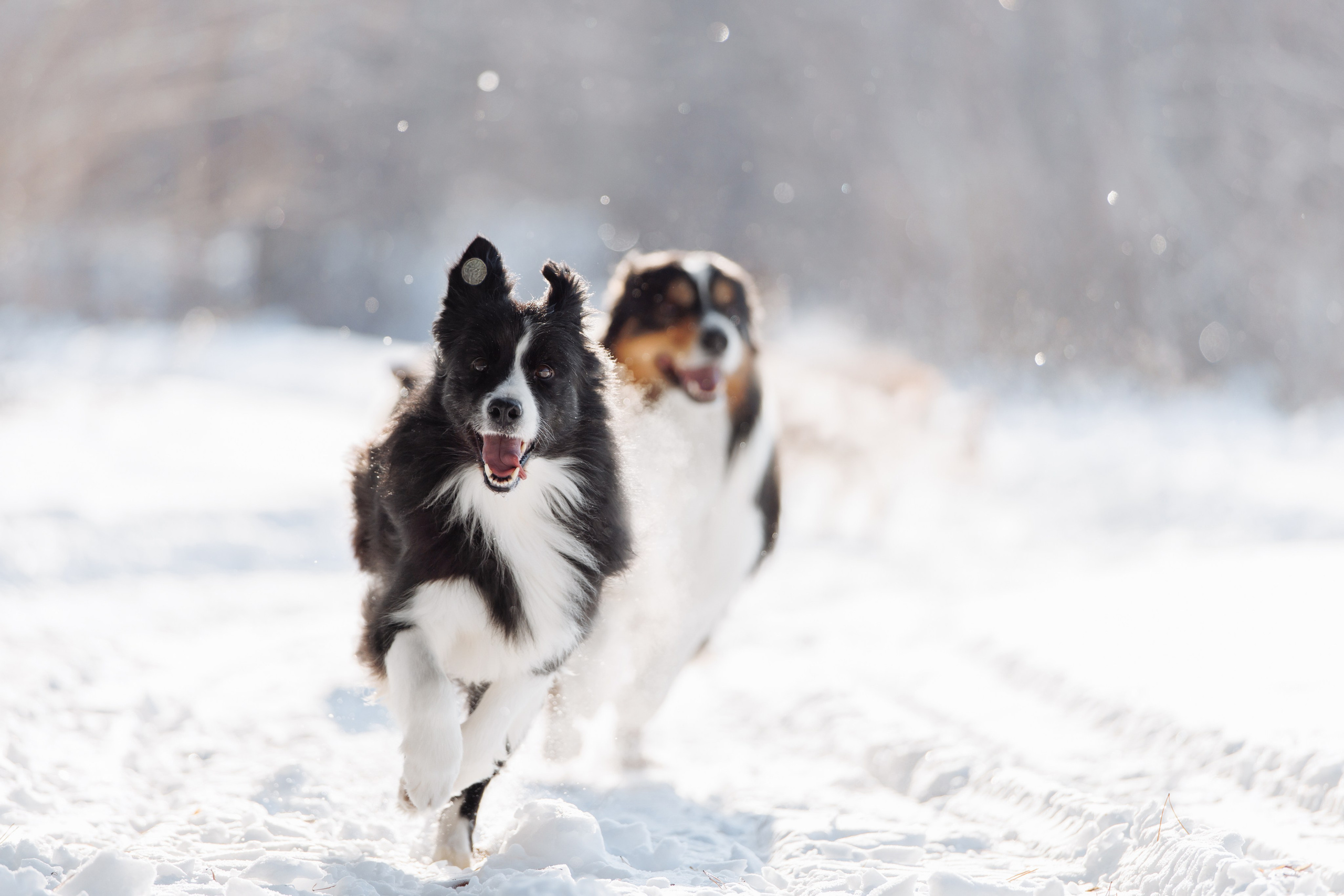 Яркий январь. О нас