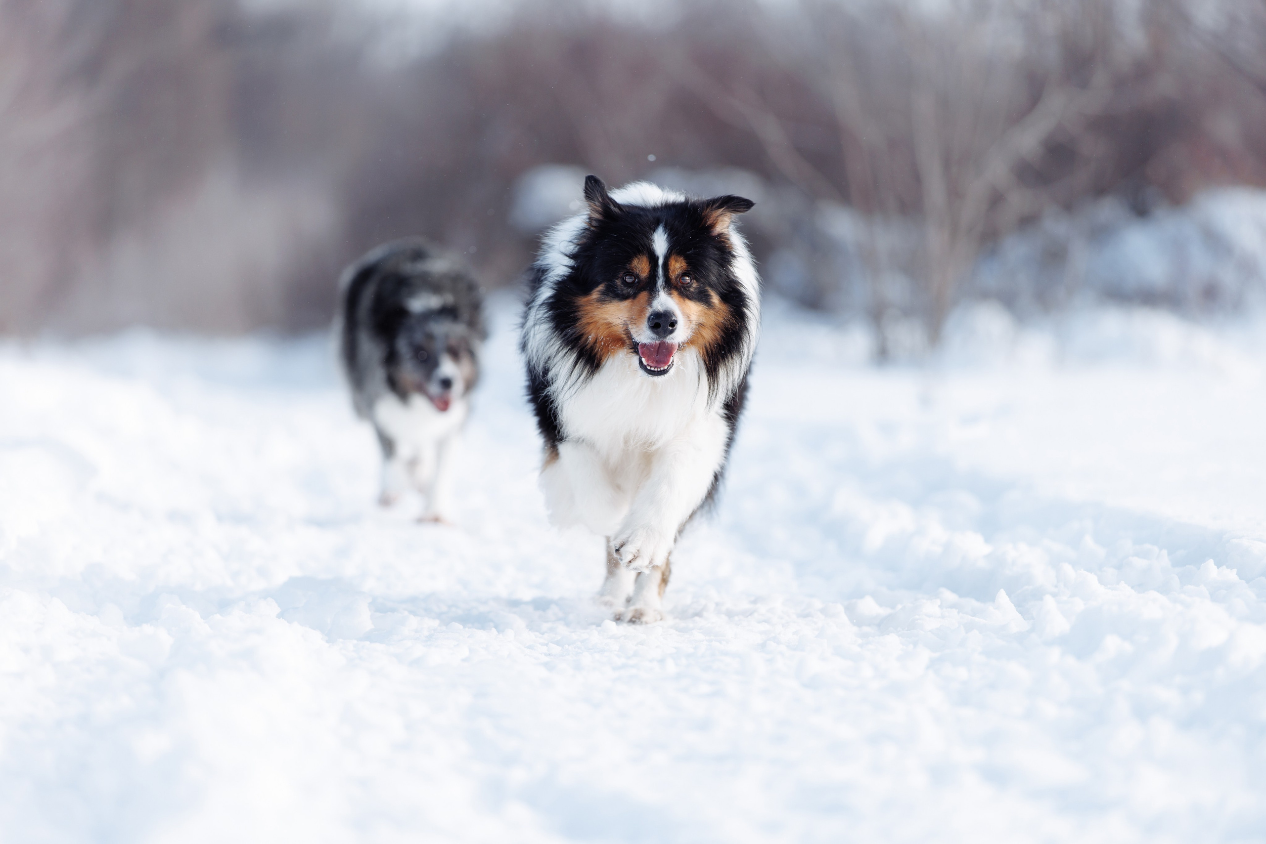 Яркий январь. О нас