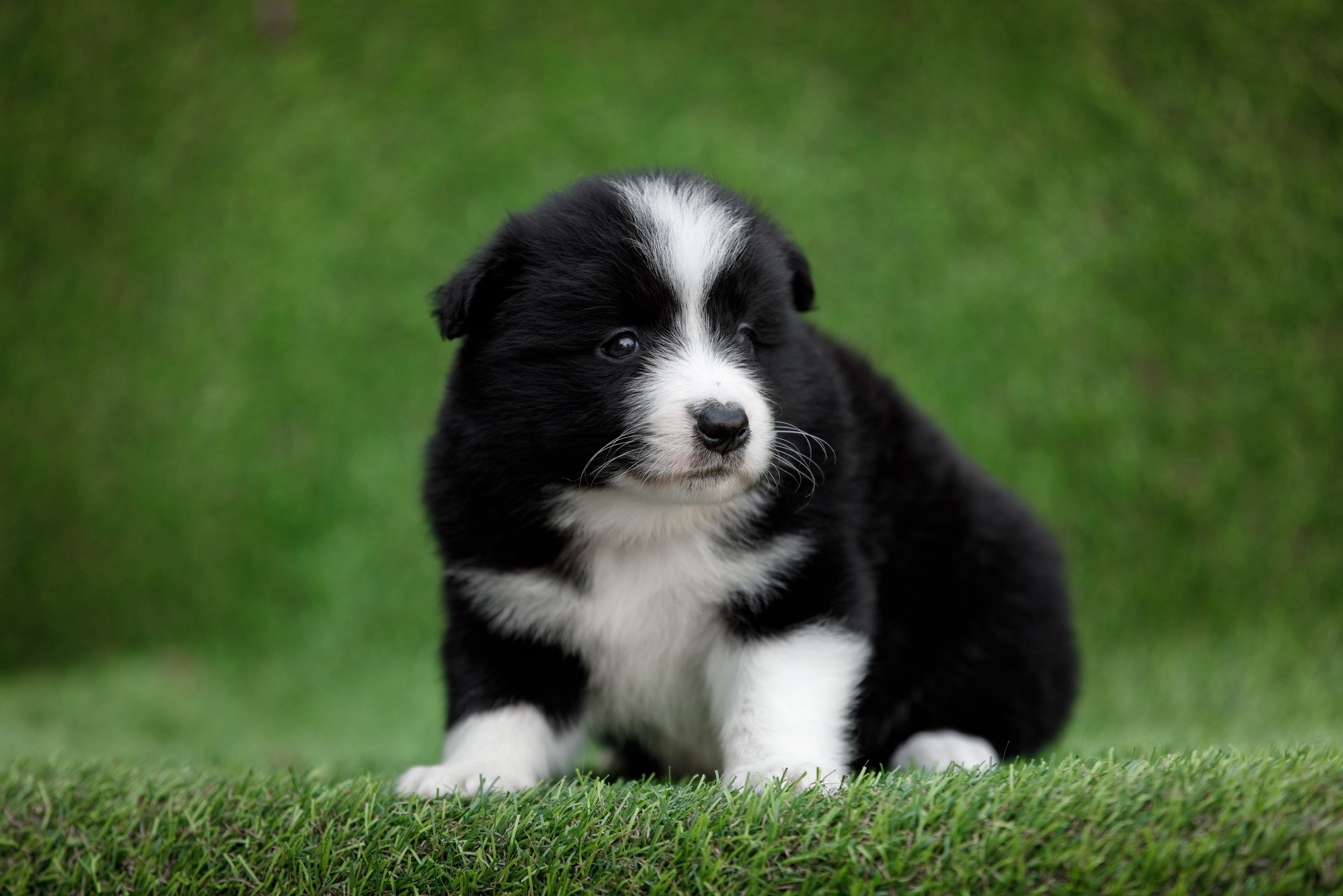 Смешарики. О нас