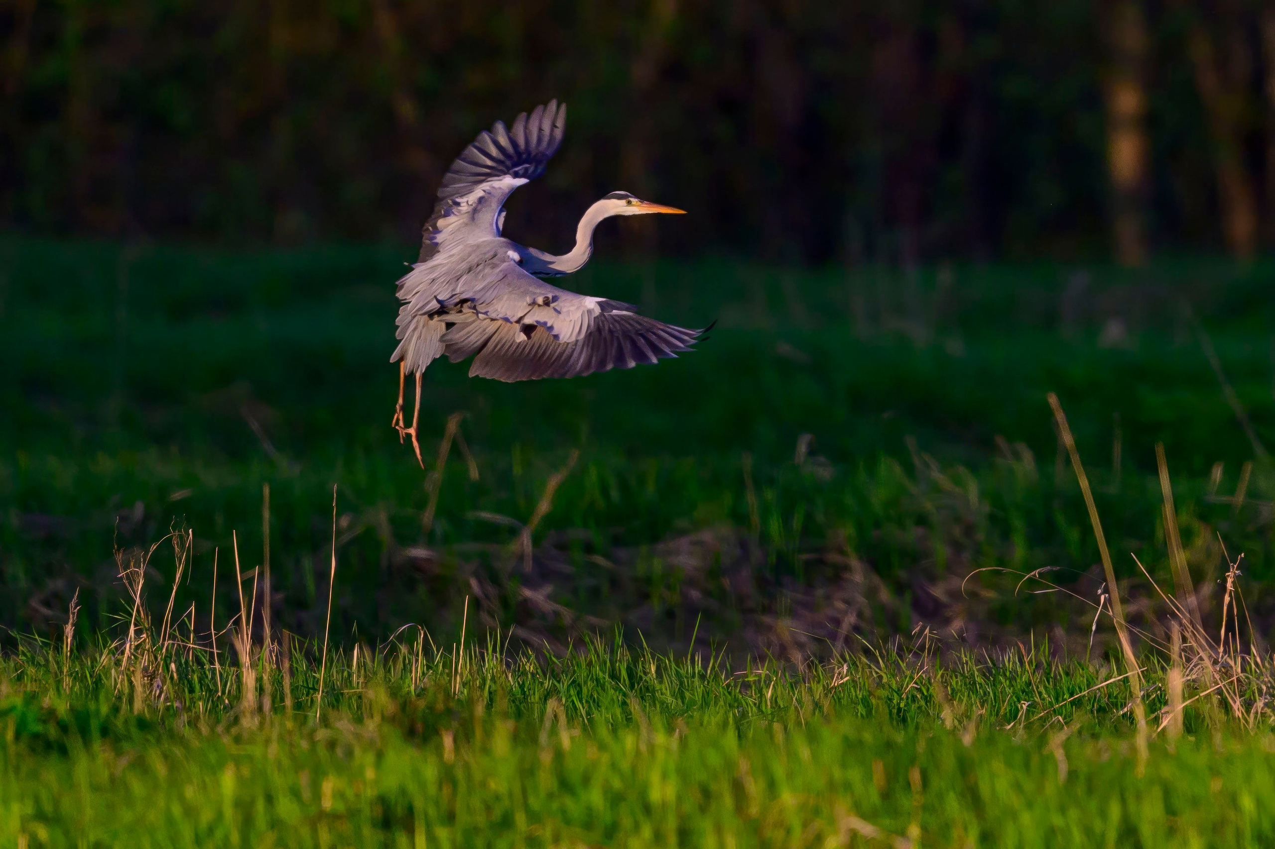 Дмитров. Фотограф Сергей Пупонин