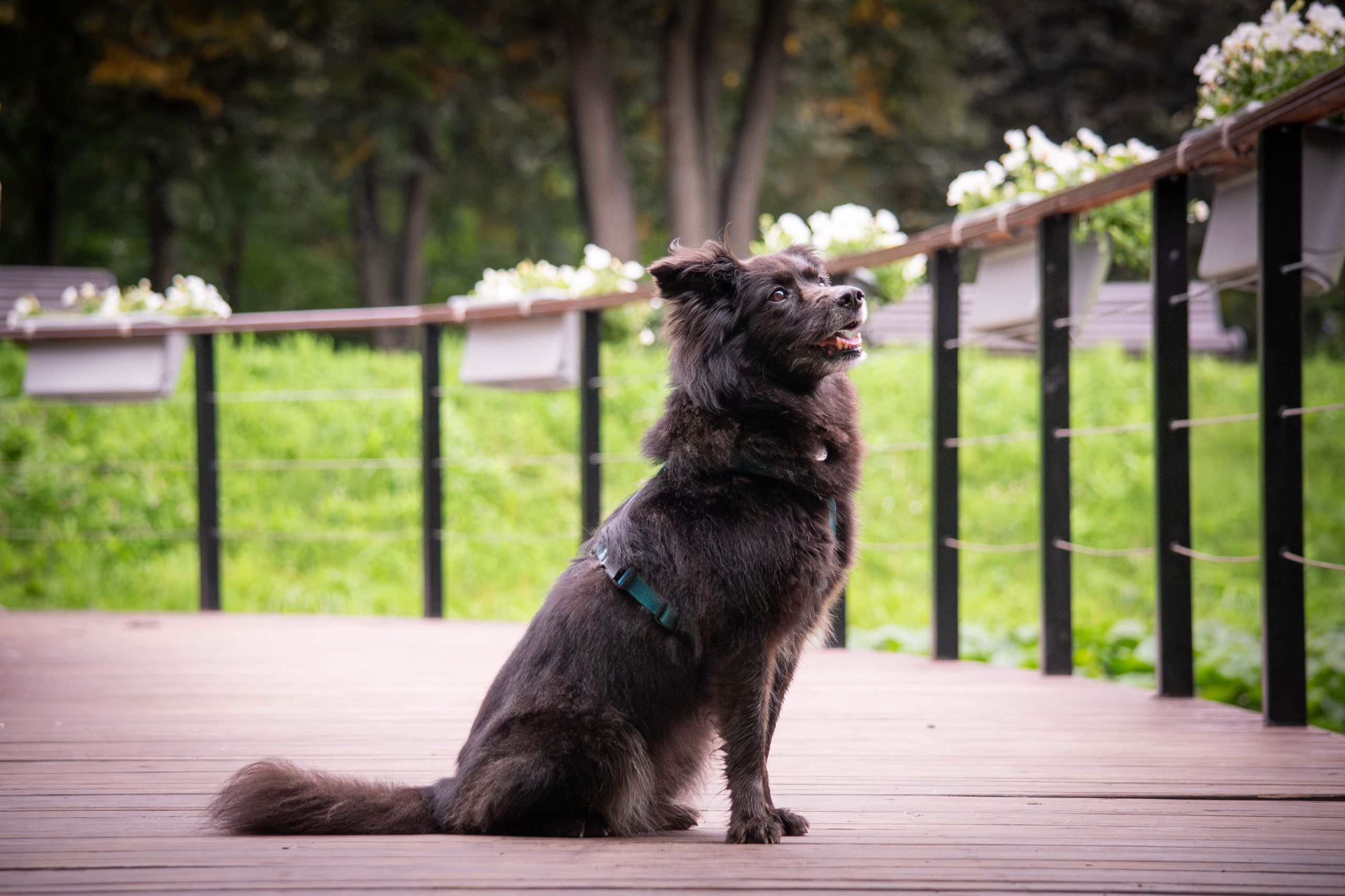 Альба и Даша. Фотограф Светлана Блинова, Москва и Московская область
