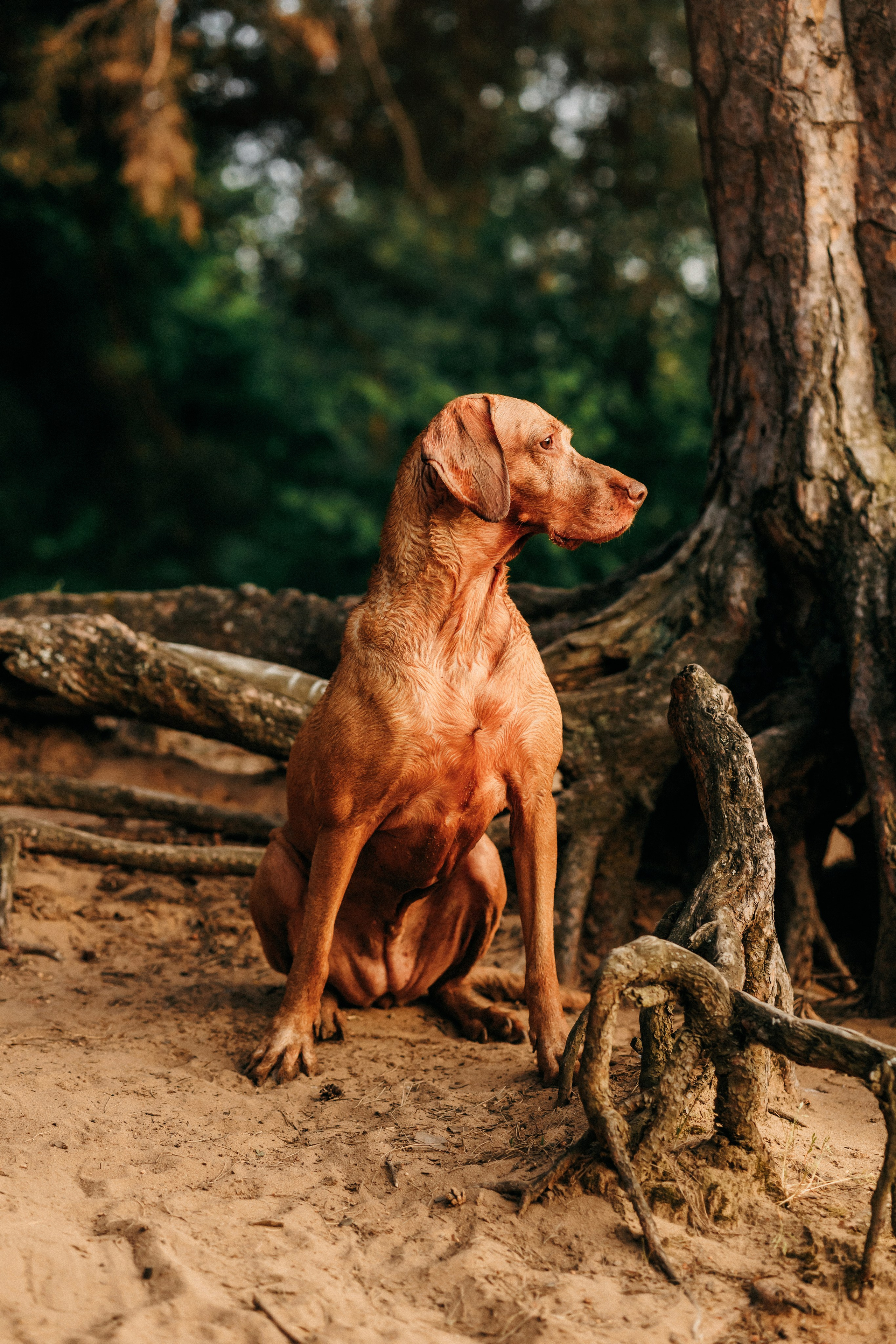Марина, Глеб, Мая и Чили. Фотограф-анималист Елена Радченко, Москва
