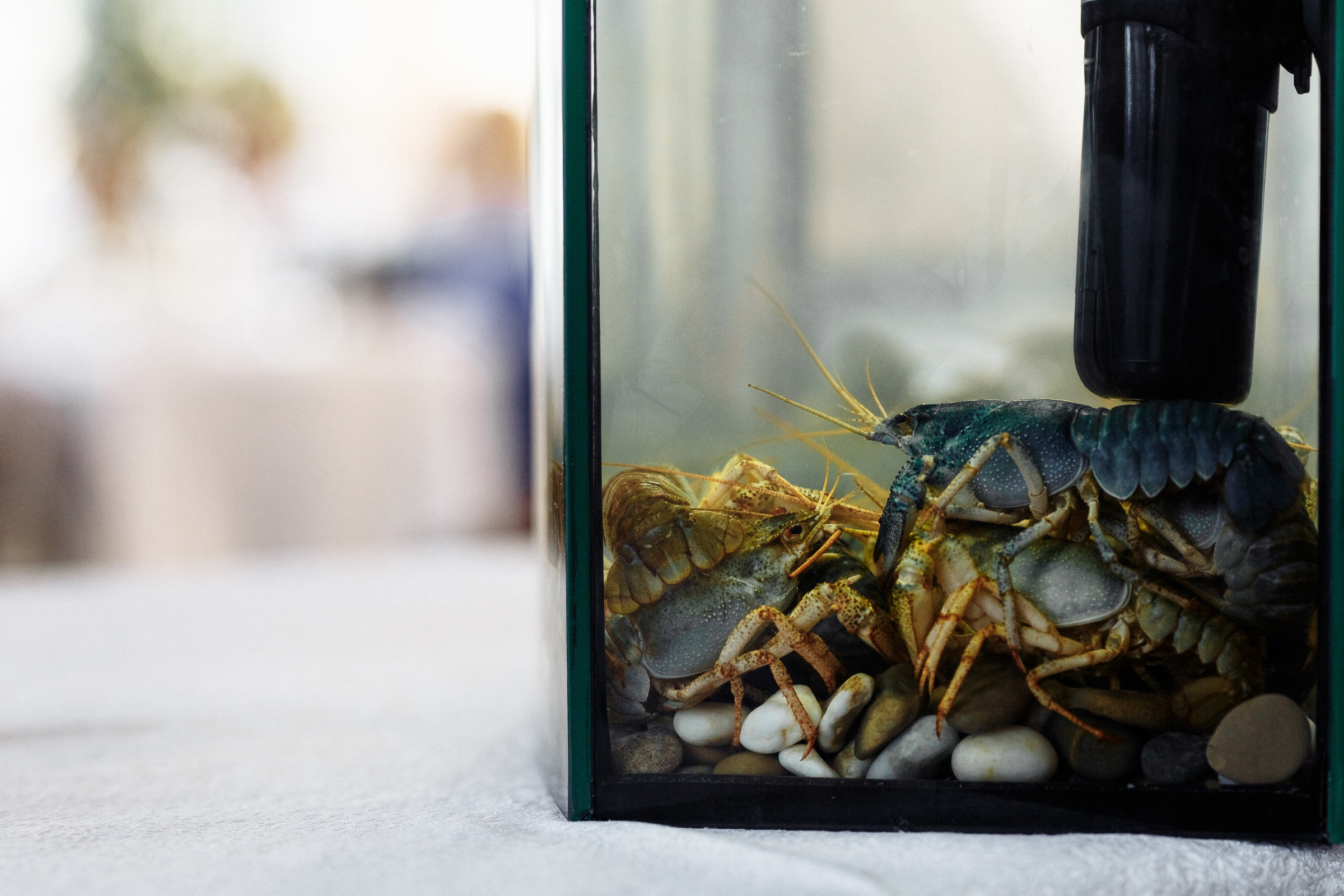 ЭНО ГАСТРО УЖИН. Репортажный фотограф Александр Задорин, Минск, Беларусь
