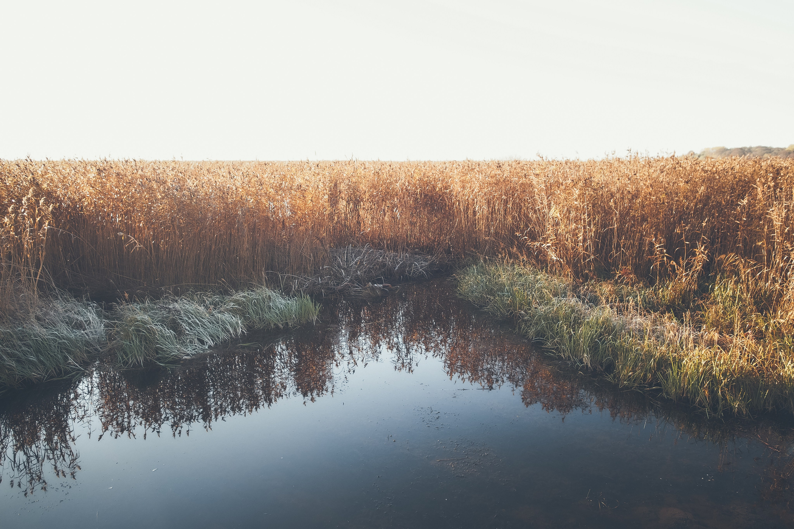 Сестрорецк. Свадебный фотограф Копков Геннадий
