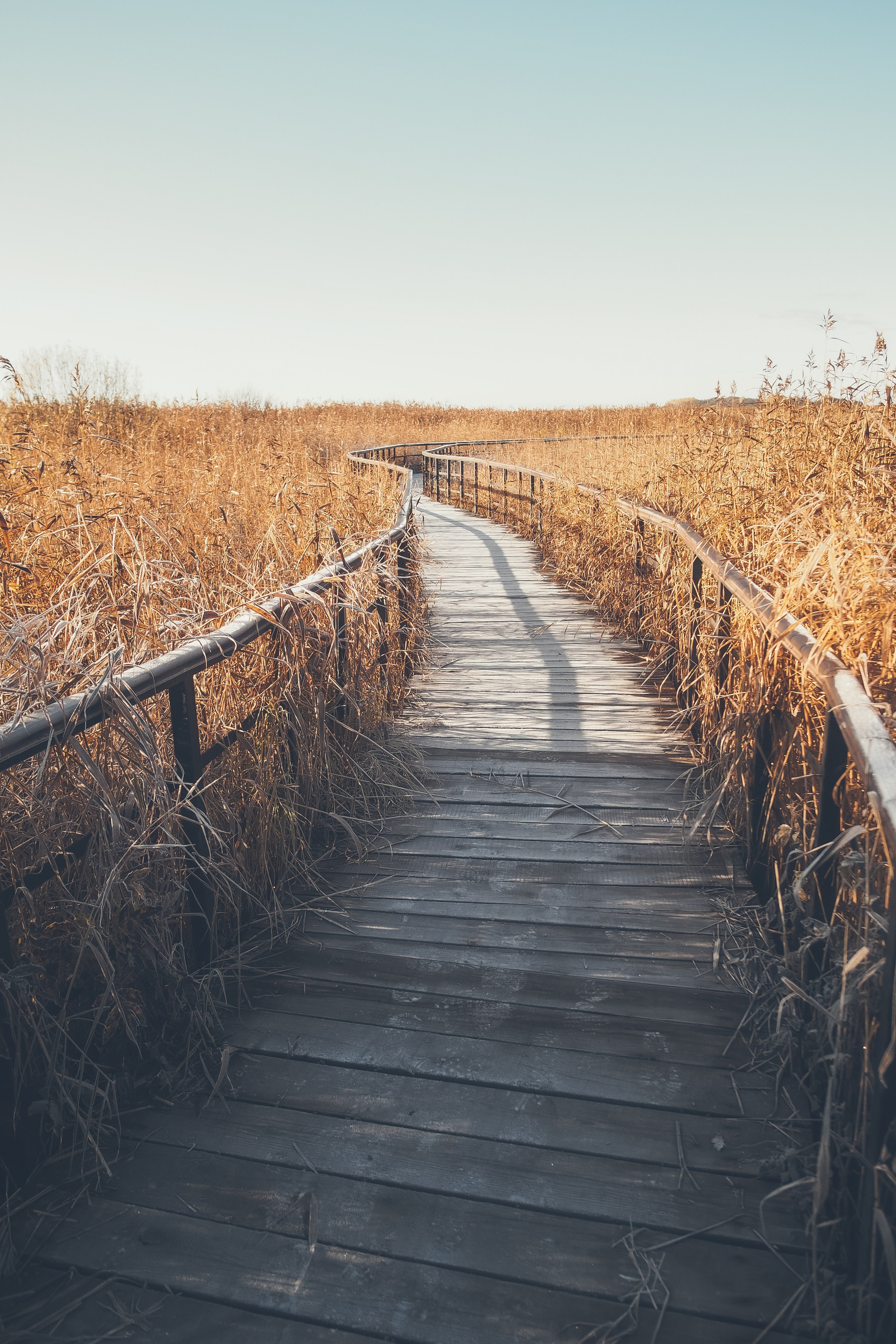 Сестрорецк. Свадебный фотограф Копков Геннадий