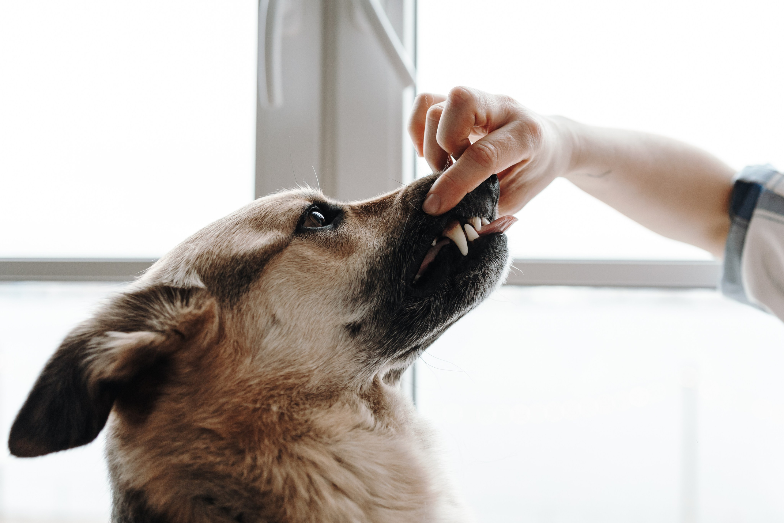Лена и Дёма. Фотограф — Анималист | Санкт-Петербург