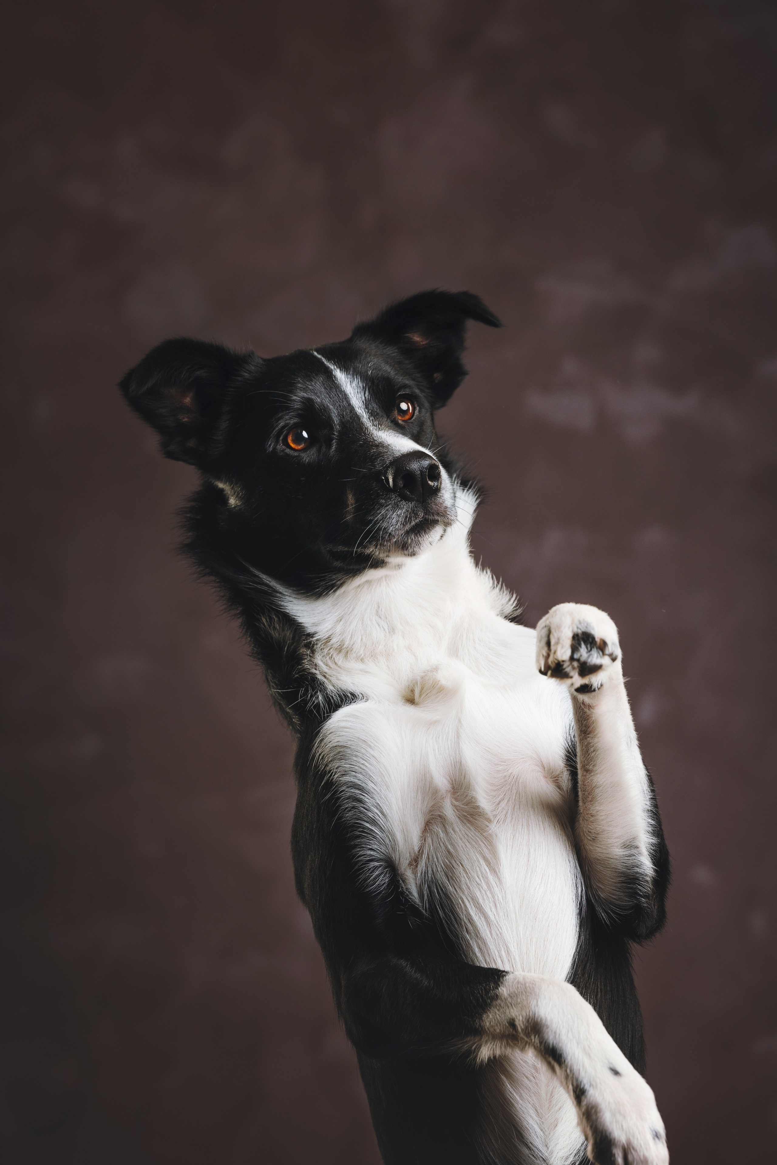 Бордер-колли. Фотограф анималист Осипчикова Мария