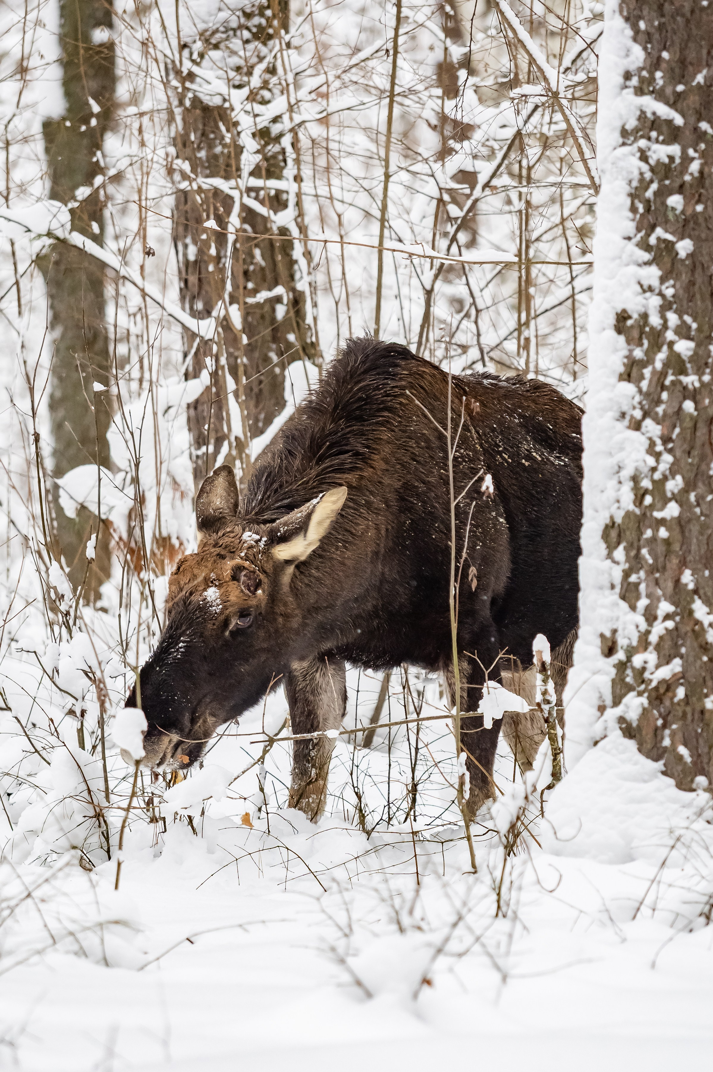 Красота Заречного. Репортажный, семейный и детский фотограф в Пензе и Заречном Арина Ермилова. Картины барельеф на заказ