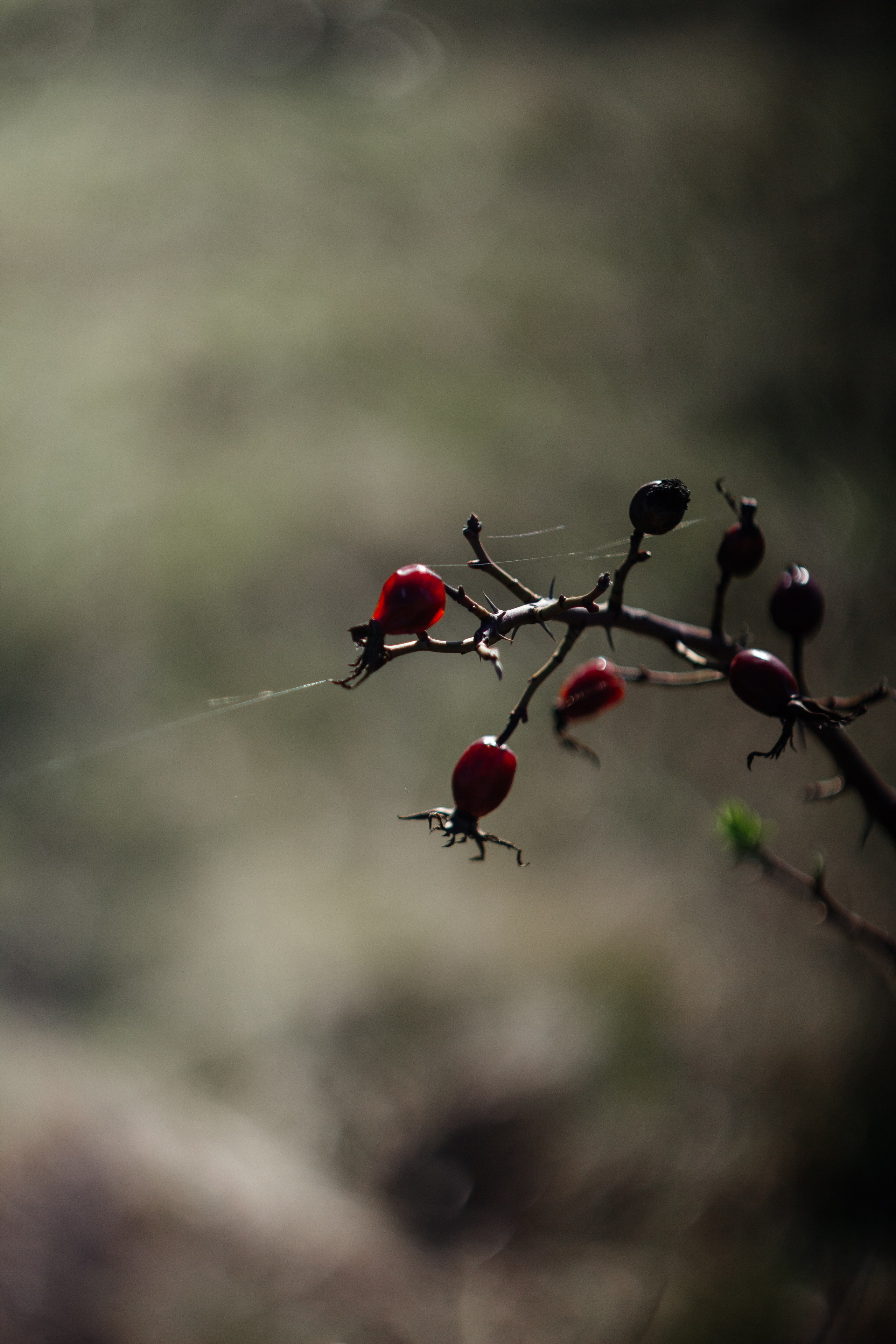Helios. Photographer Mary Matveenko