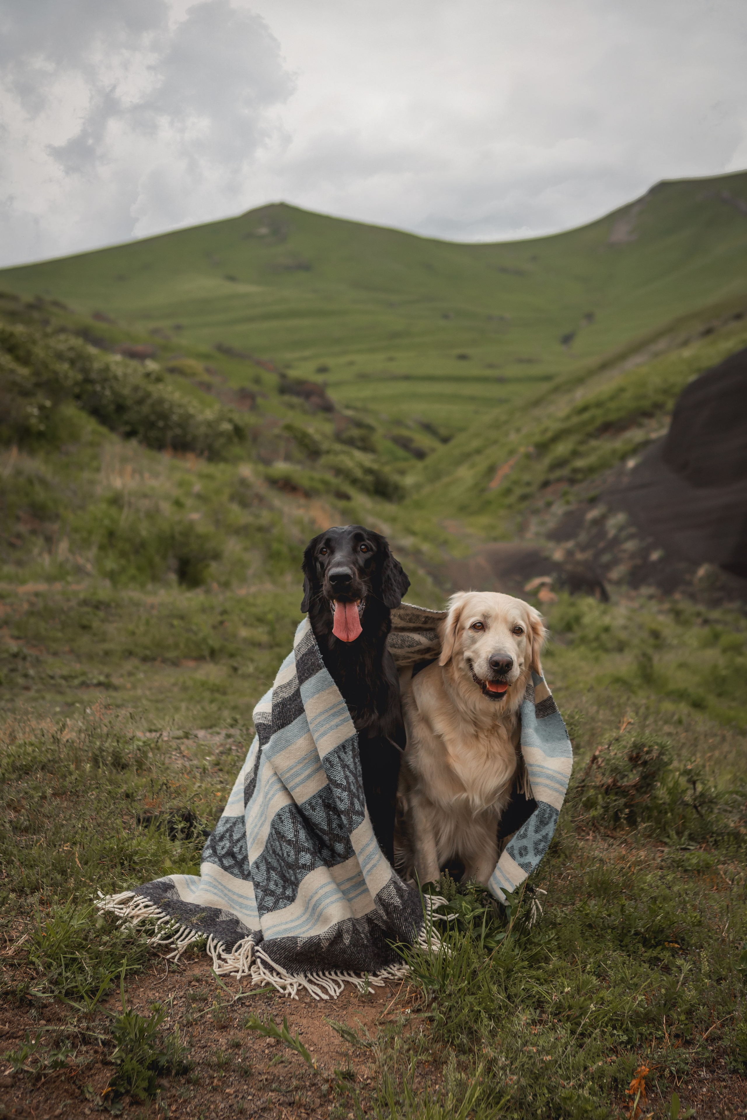 Юля, Пуля и Зара. Семейный фотограф анималист Мария Крючкова