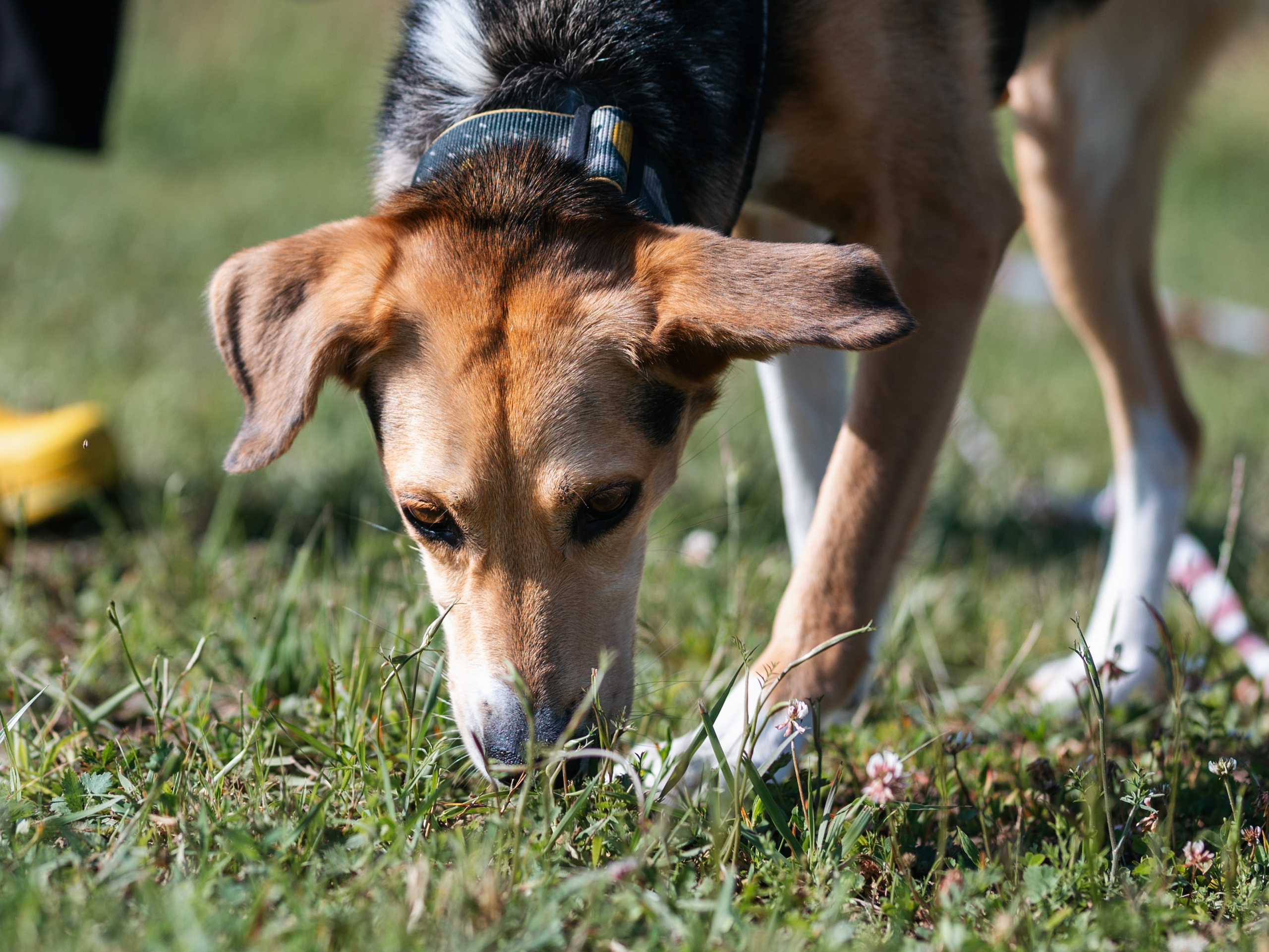 Лагерь ноузворк. Фотограф-анималист в Москве Кириллова Татьяна