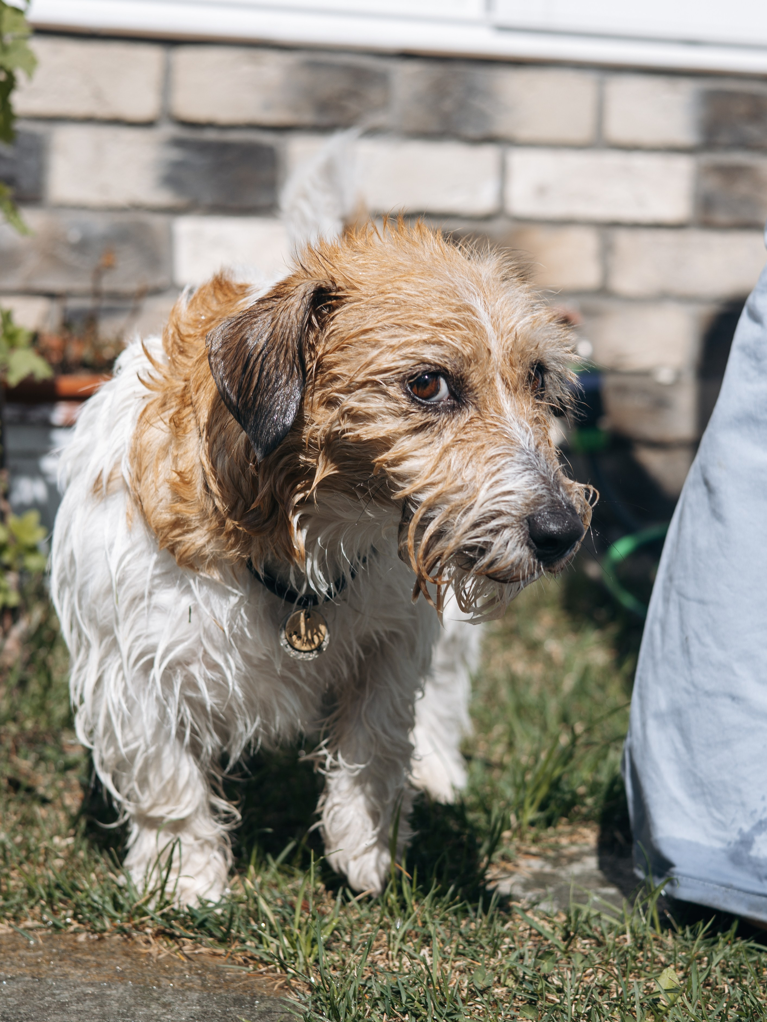 День рождение Зенита. Фотограф-анималист в Москве Кириллова Татьяна