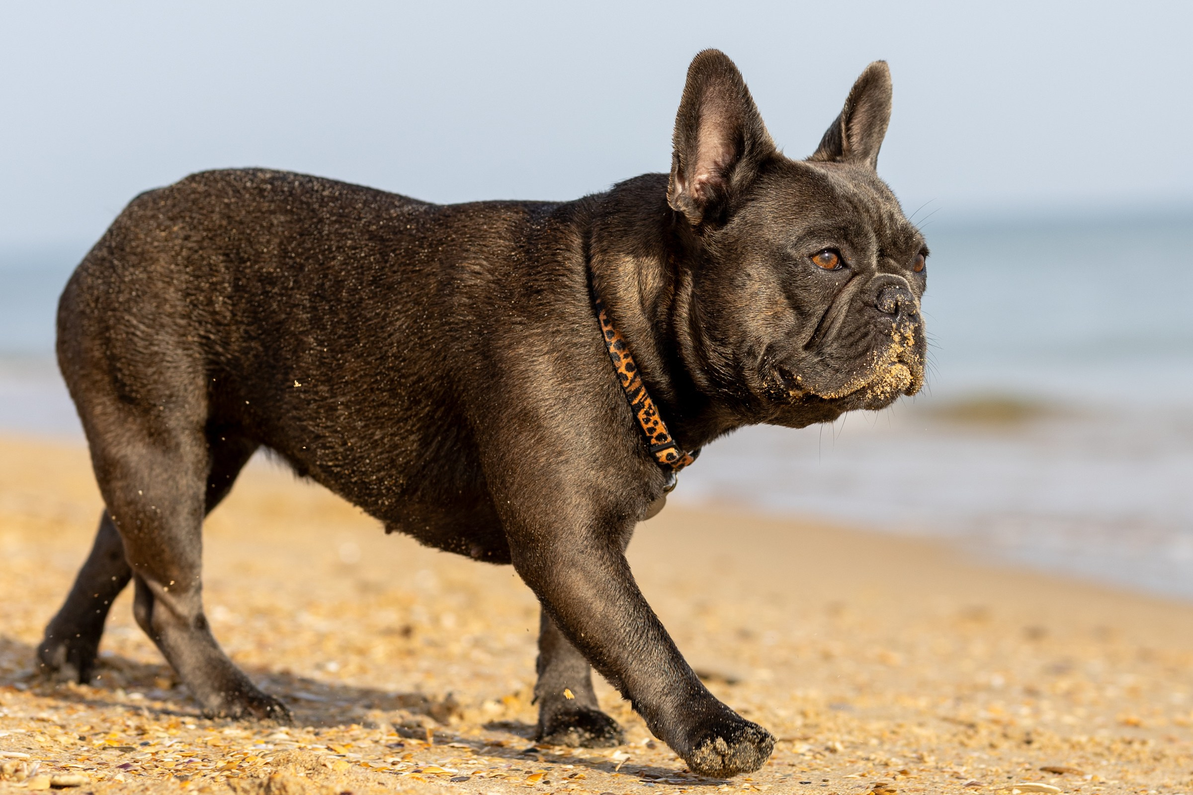 Морская прогулка. Фотограф-анималист в Москве Кириллова Татьяна