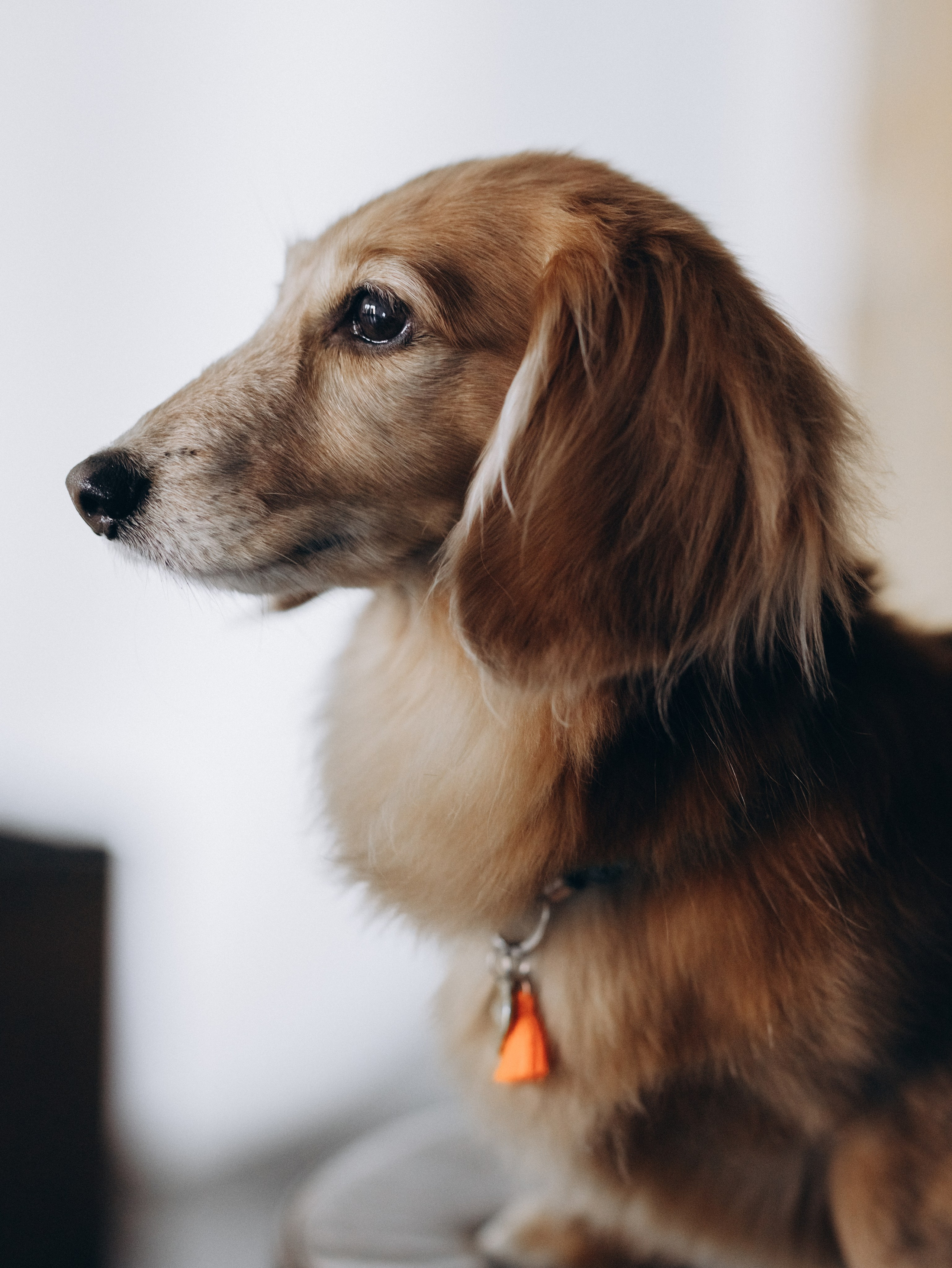 Лимон и Аня. Фотограф-анималист в Москве Кириллова Татьяна