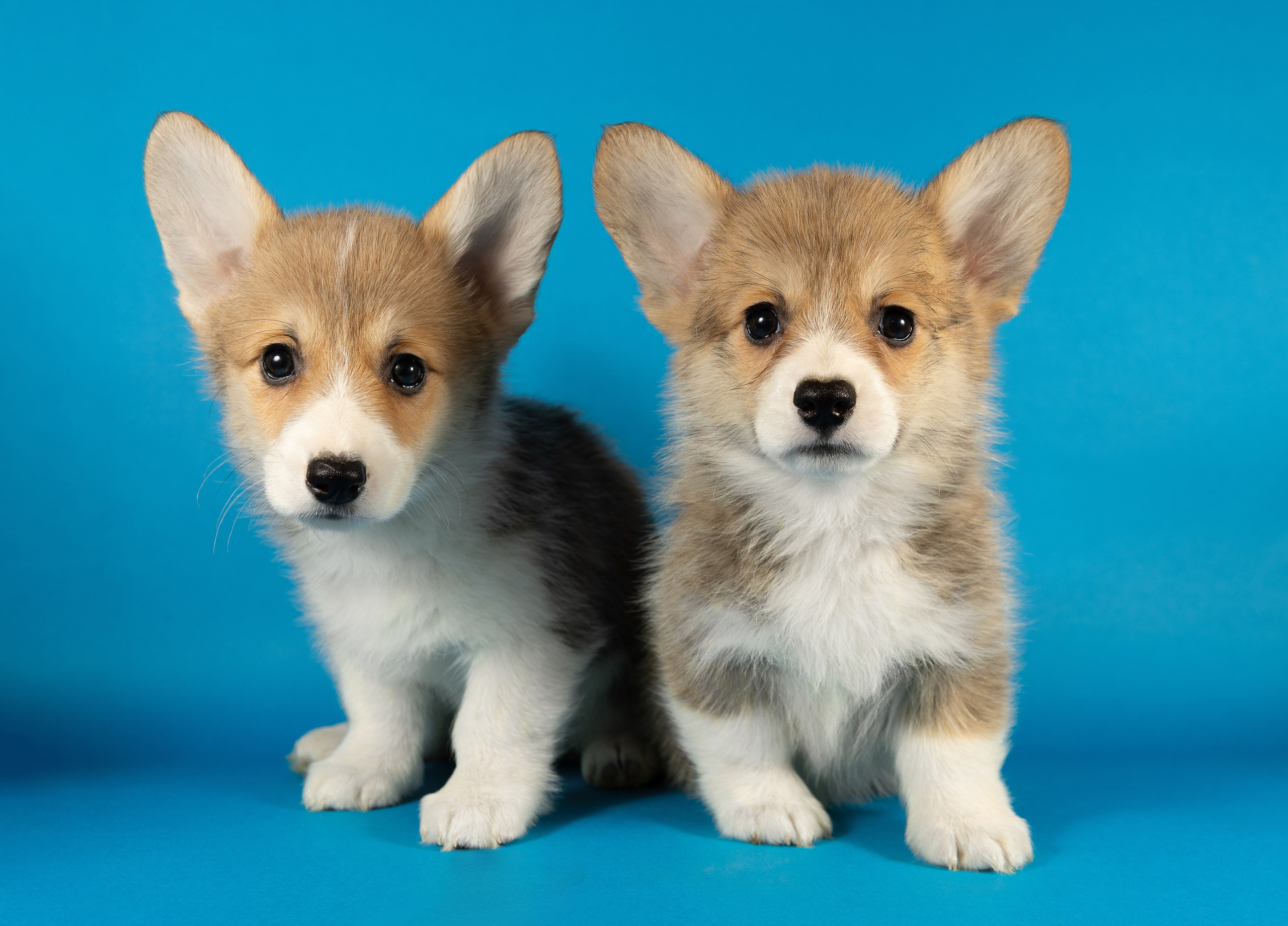 Корги (студия). Фотограф-анималист в Москве, МО и Владимире