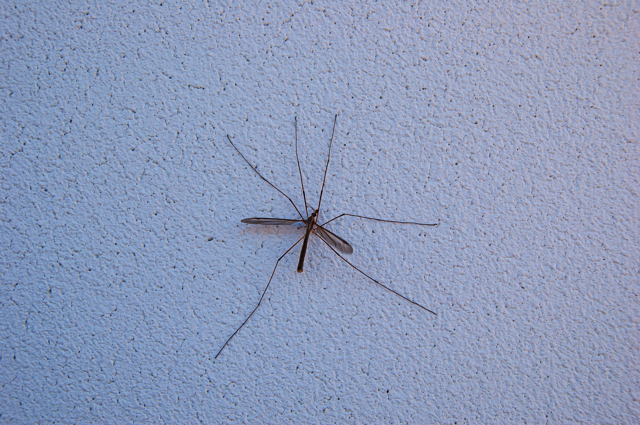 Фотосессия эстетики Японского сада в Краснодаре. Портретный фотограф в Краснодаре Слава Никитин