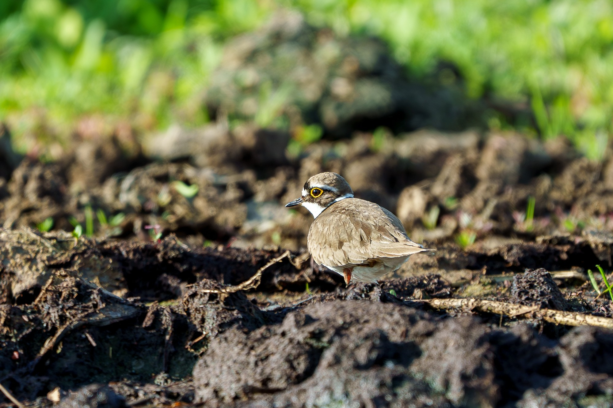 Удивительные мир птиц. Вокруг нас столько прекрасного — присмотритесь!. Ваш личный фотограф Марина Волкова