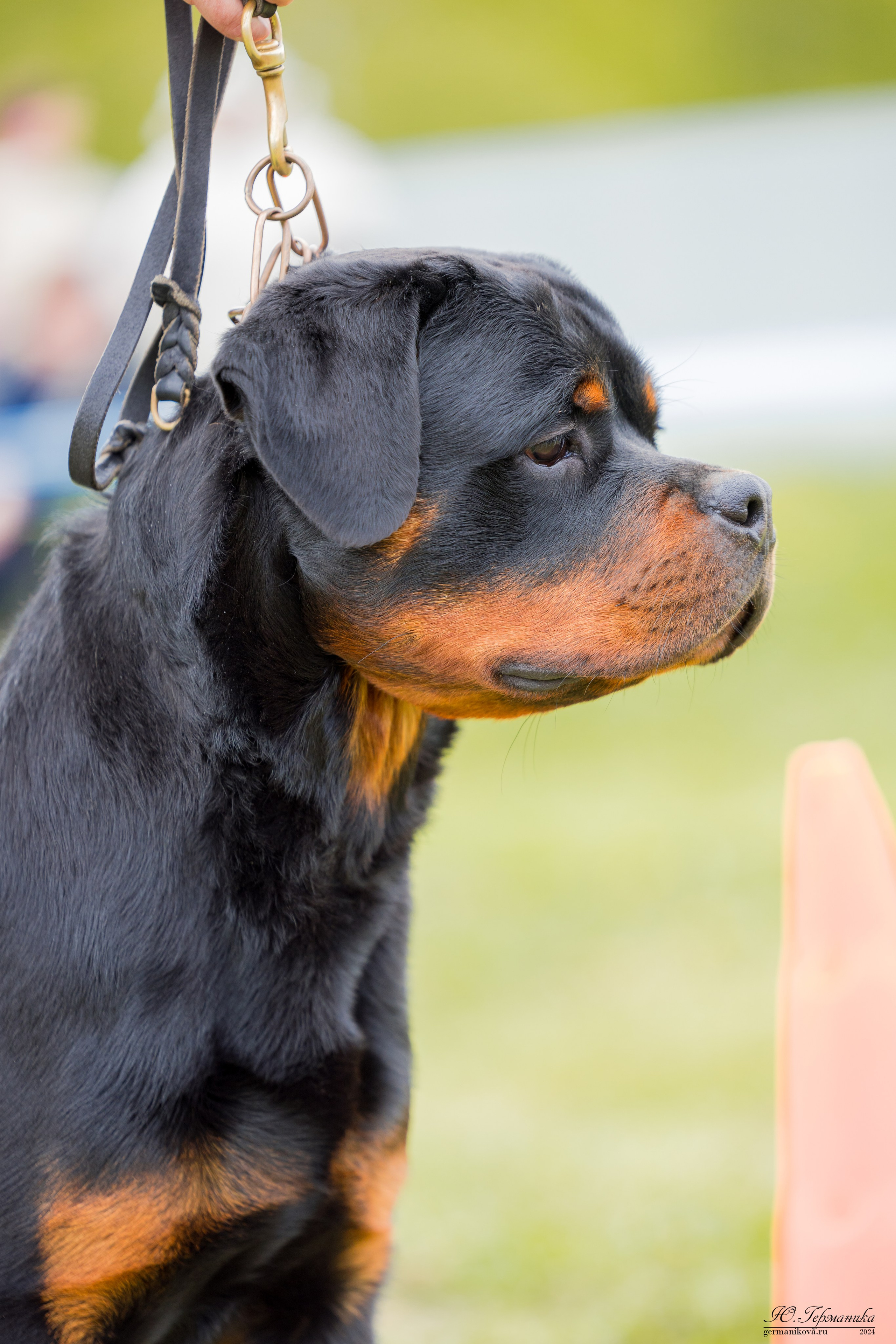 Нижний Новгород 11-12.05.2024 моно ротвейлеров. Фотограф-анималист Юлия Германика