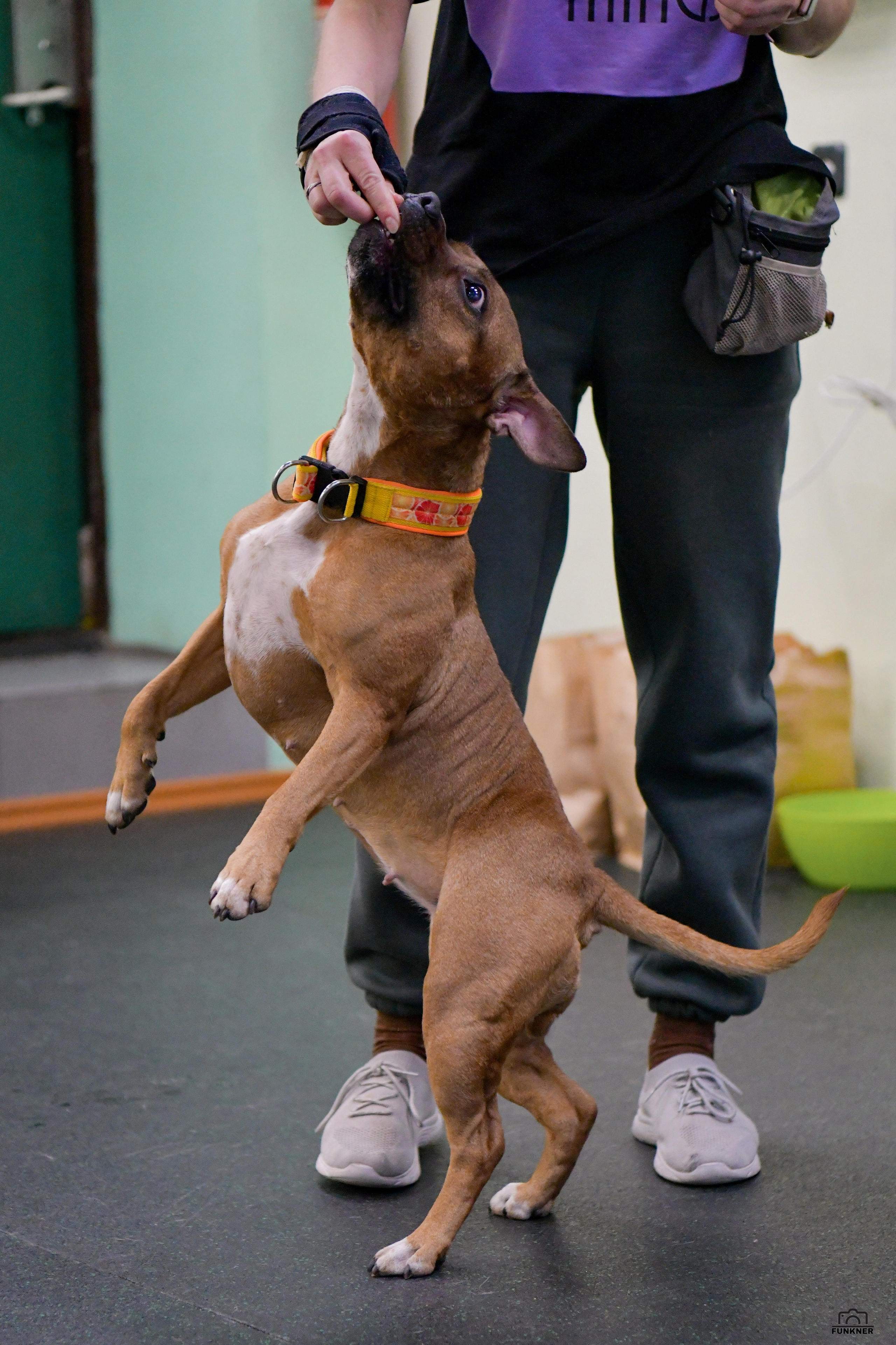 Кинологический клуб «Бодрый хвост». Свой взгляд через объектив