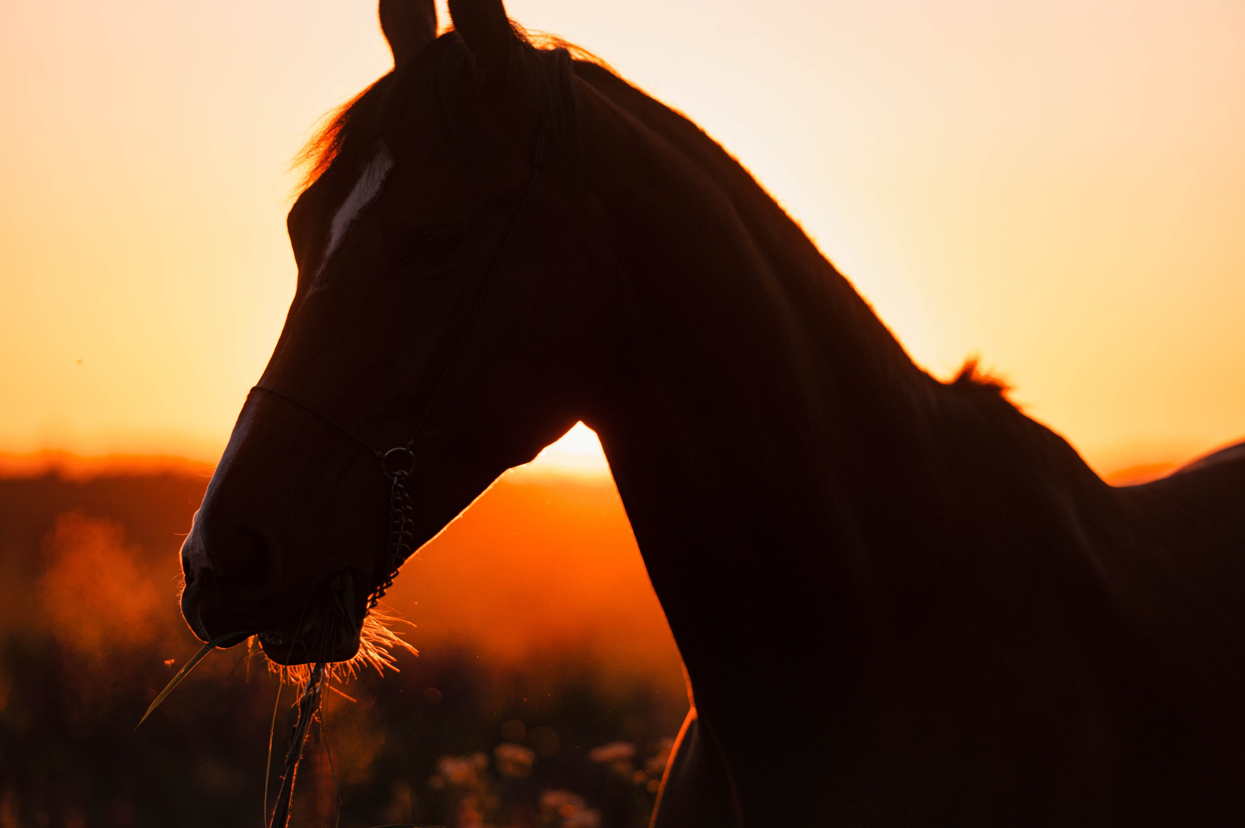 Ивори в закатных полях. Фотограф-анималист