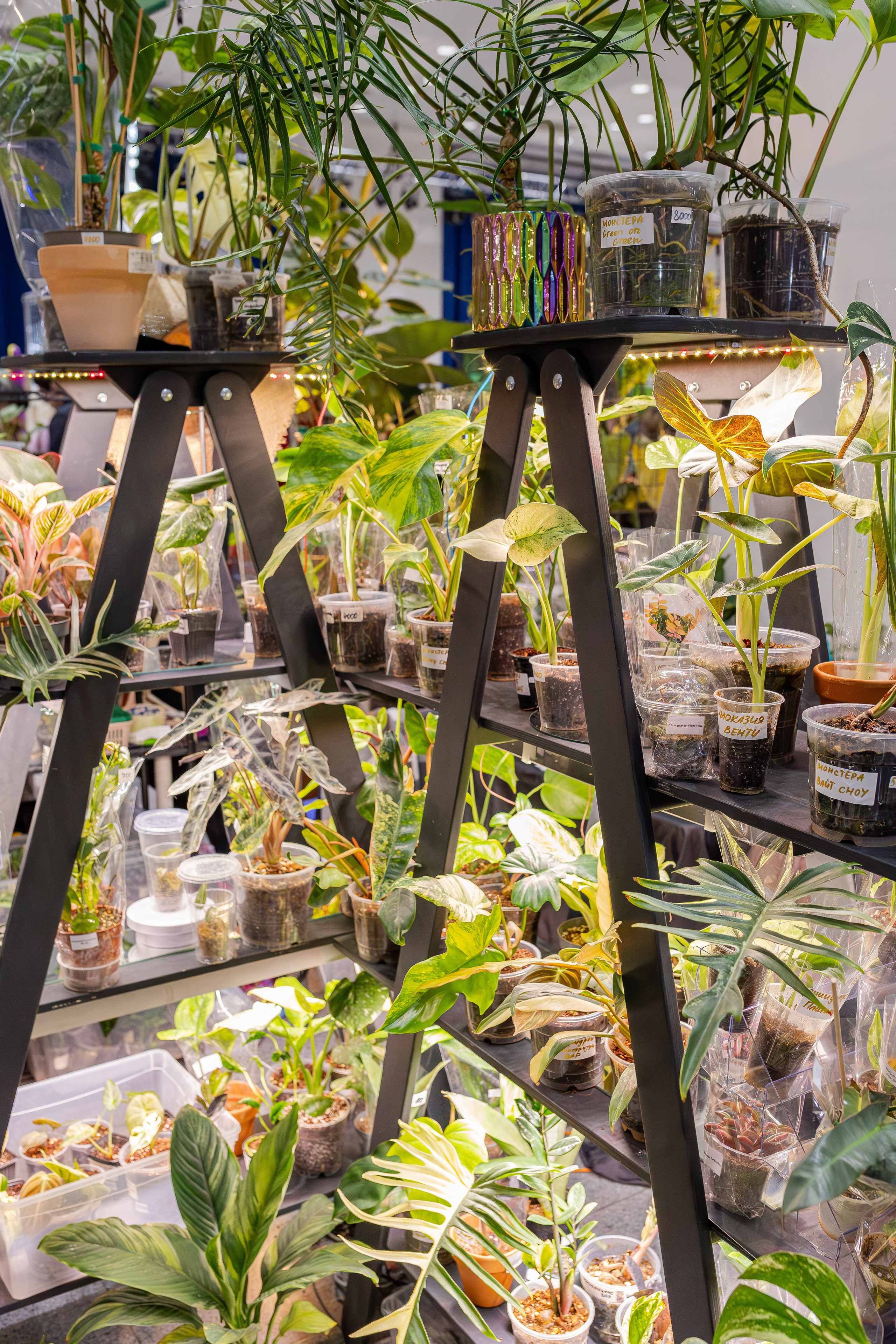 Монстериум апрель 2026. Александра Куликова фотограф, Москва