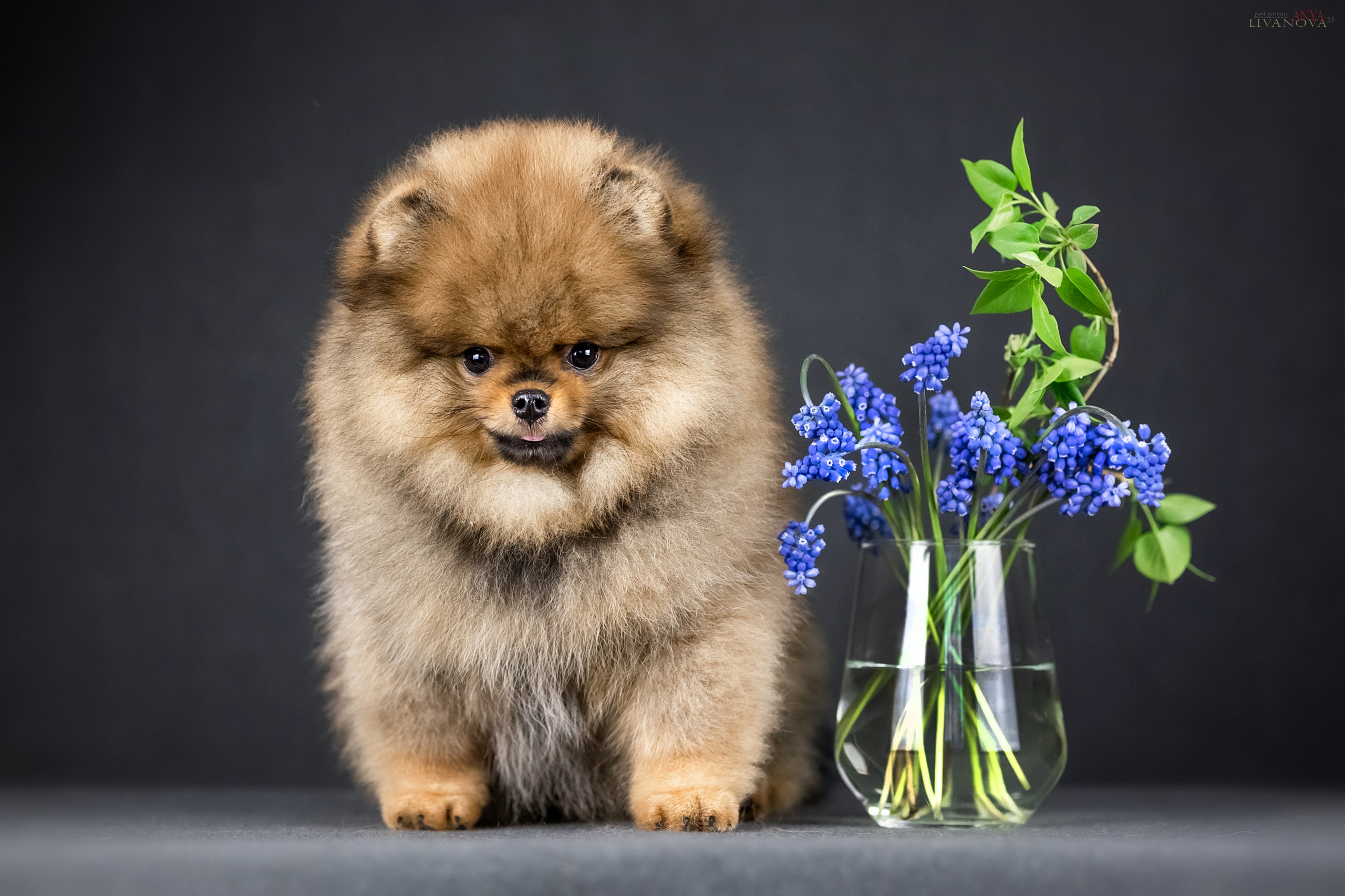 Шпицы. Фотограф анималист Аня Ливанова | Рыбинск