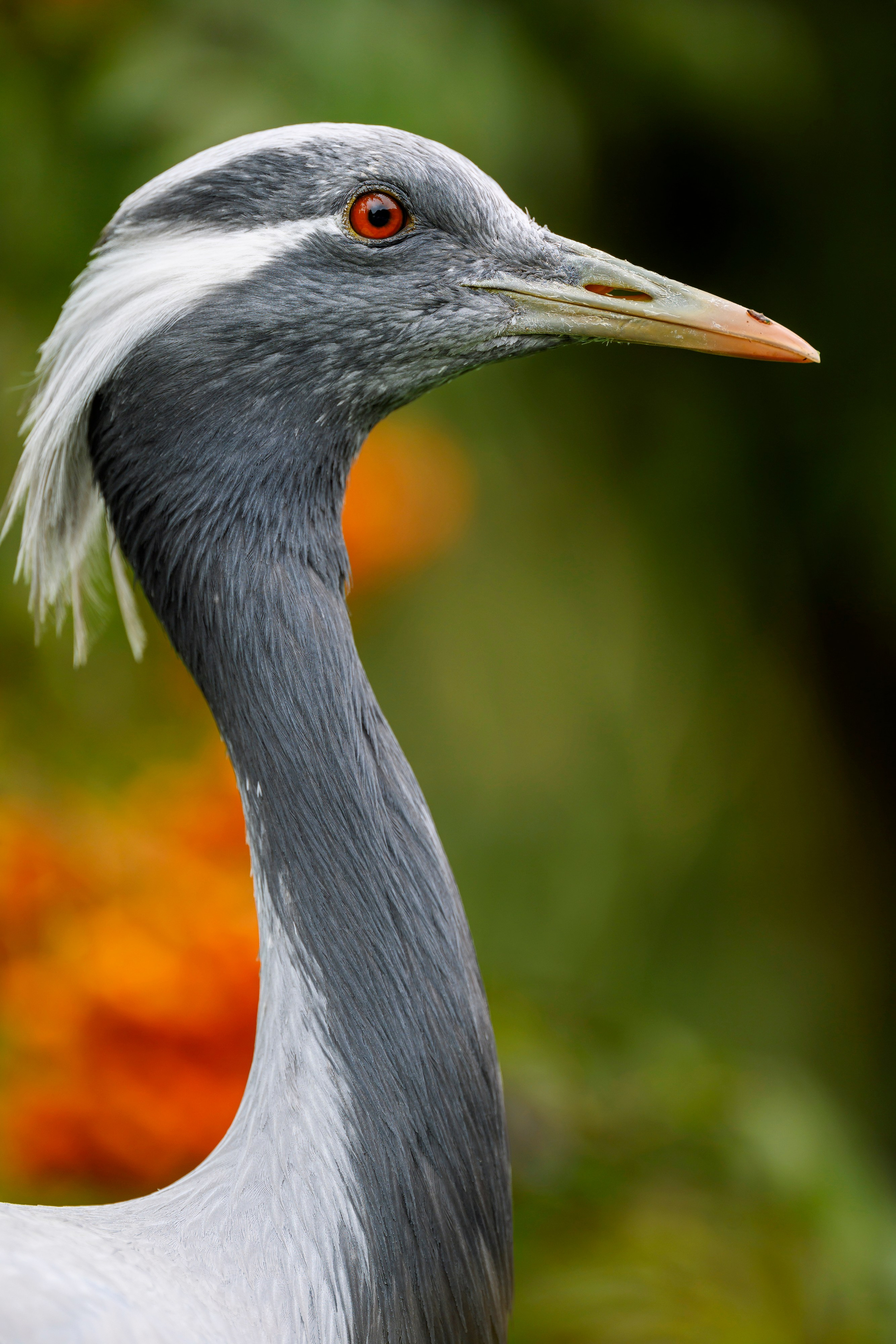 Журавль красавка. Фотограф Сергей Пупонин