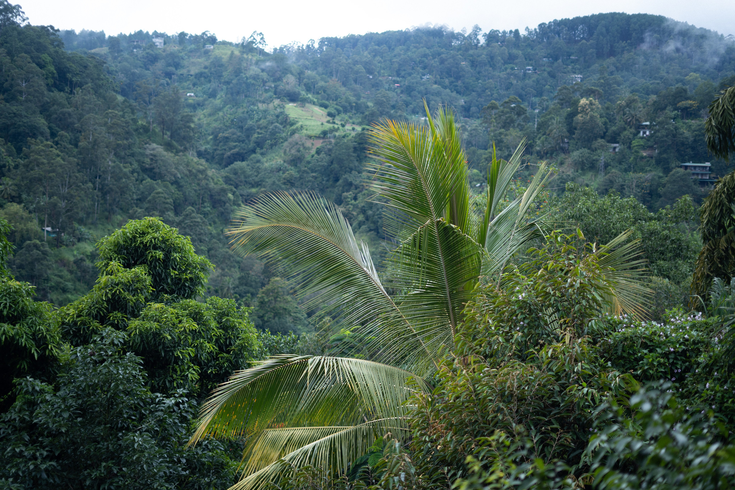 Excursions in Sri Lanka