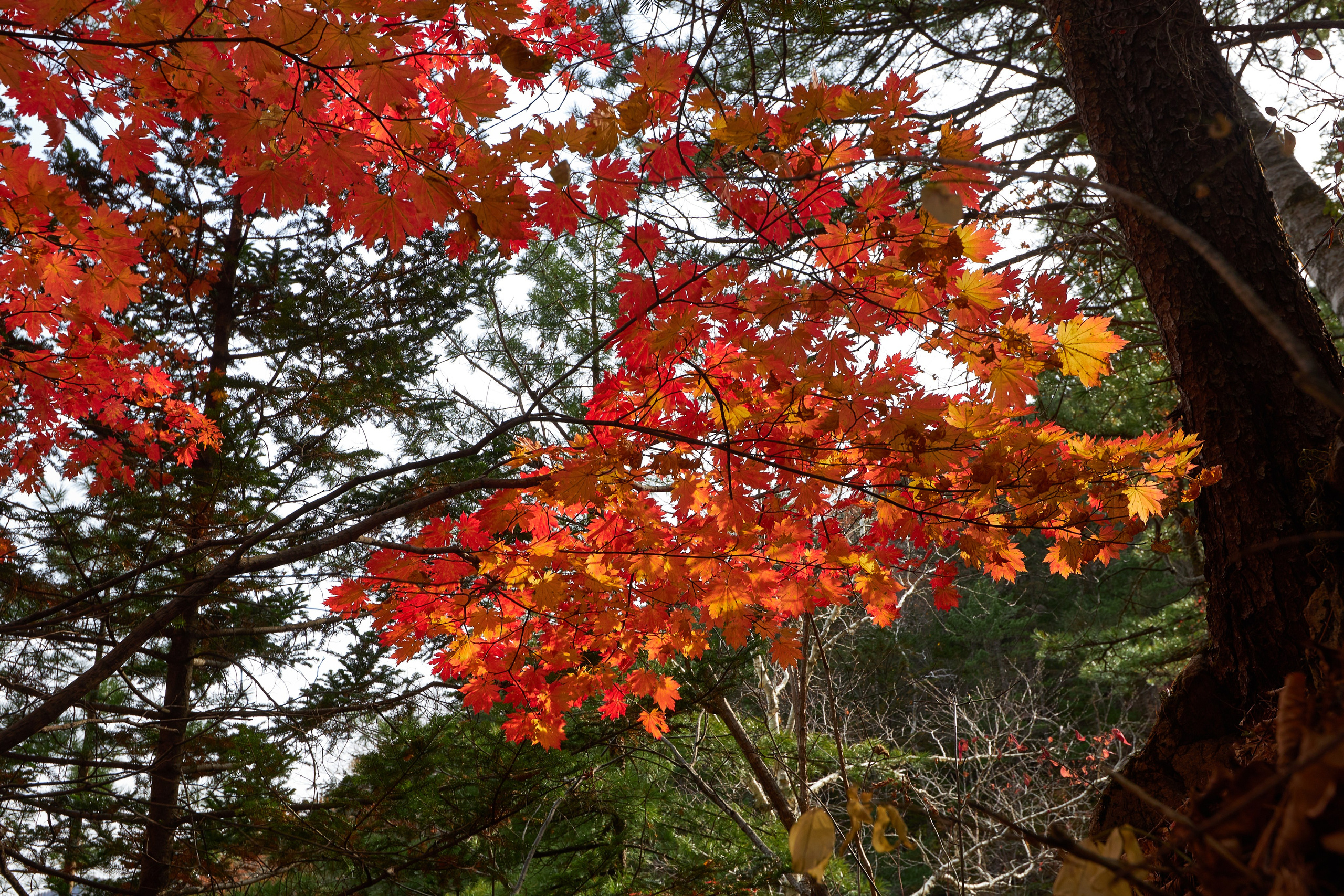 Пейзаж. Репортажный Фотограф во Владивостоке и России Осипчук Дмитрий