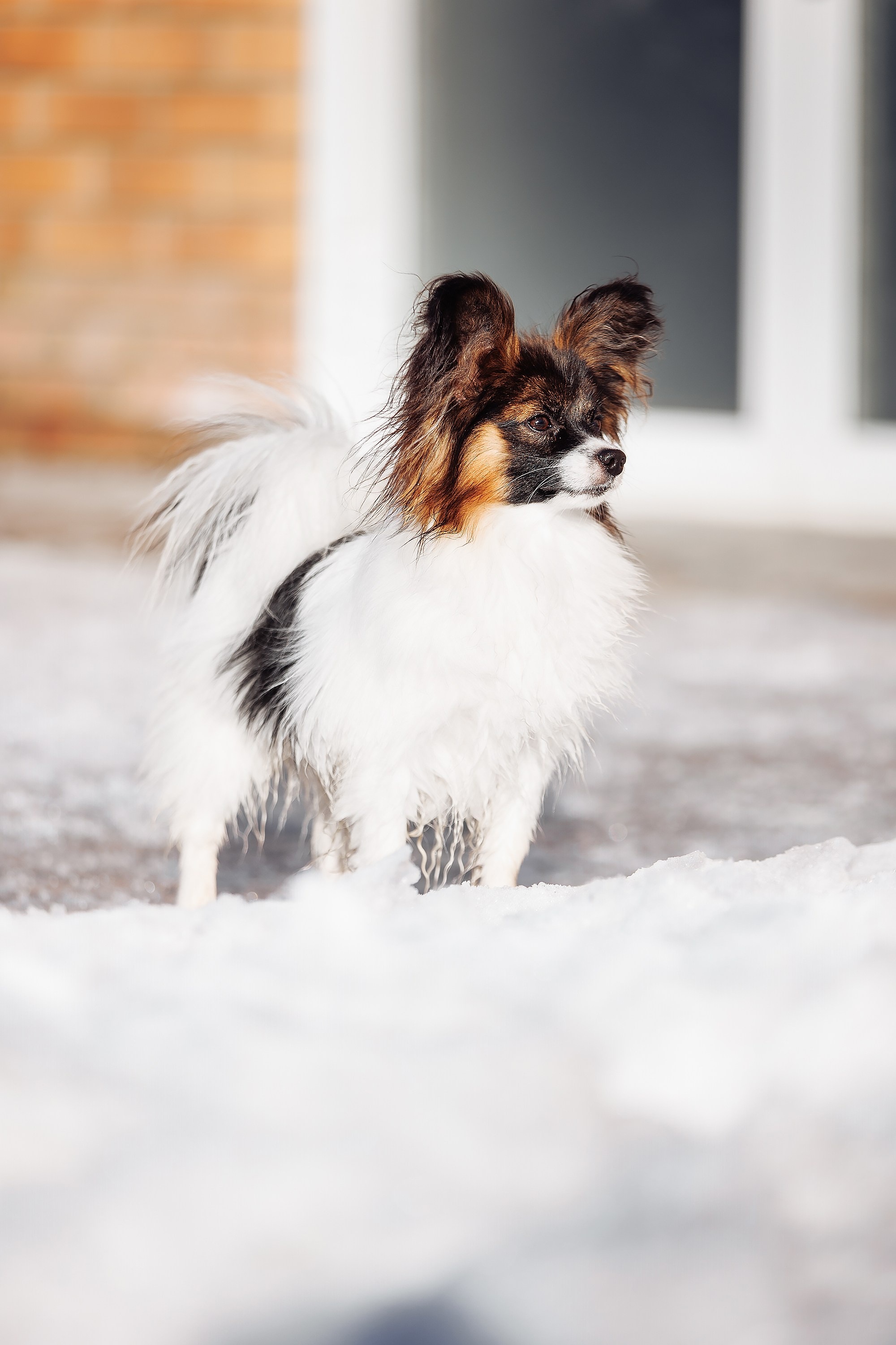 Пока таяло. О нас