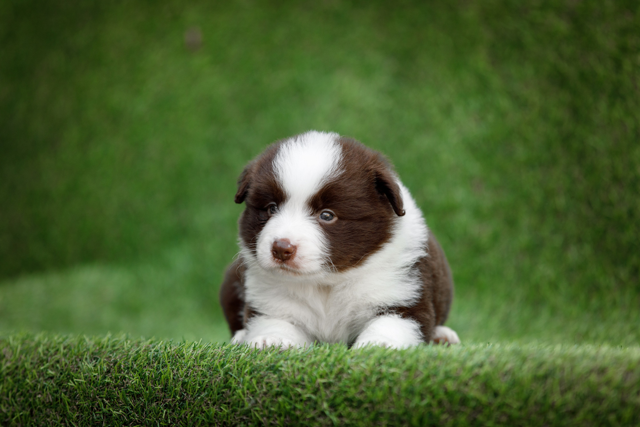 Смешарики. О нас