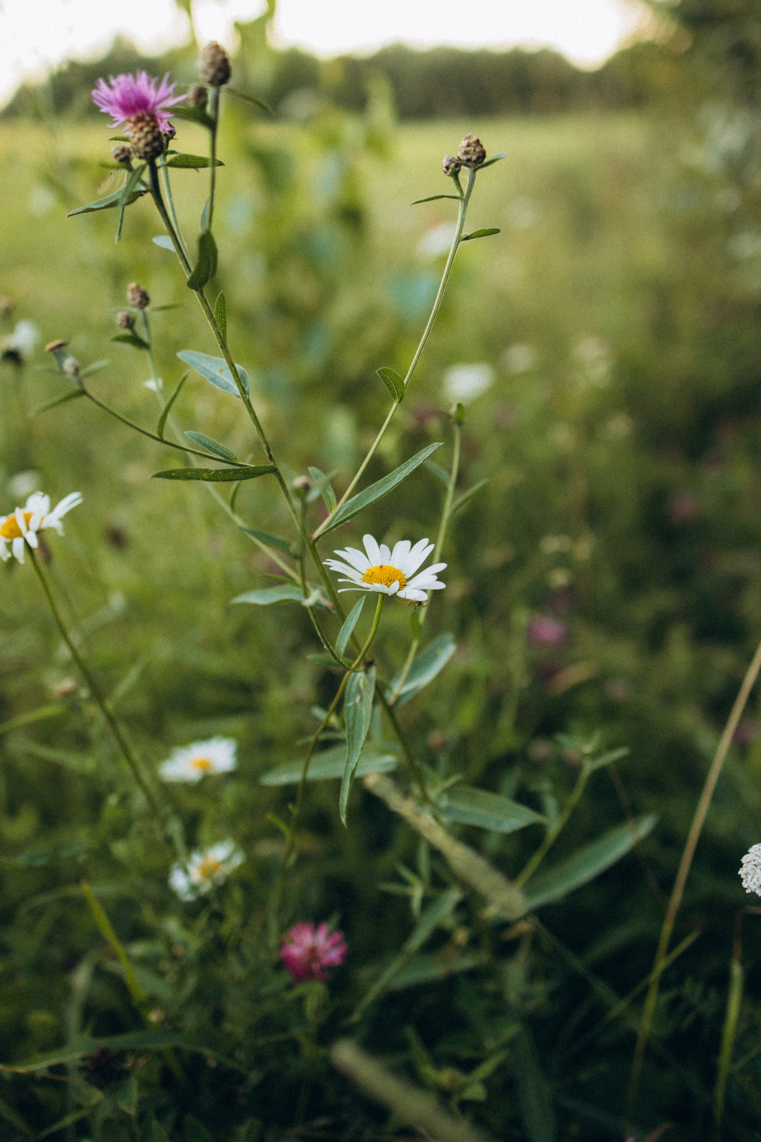 Фея-София 🧚. Фотограф Елена Рябцева