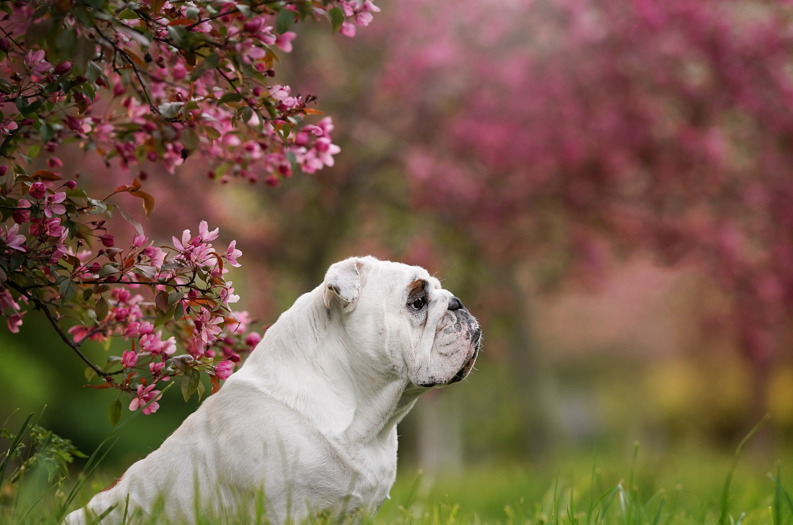Фасолька в саду. Фотограф-анималист в Санкт-Петербурге Яна Мартынова