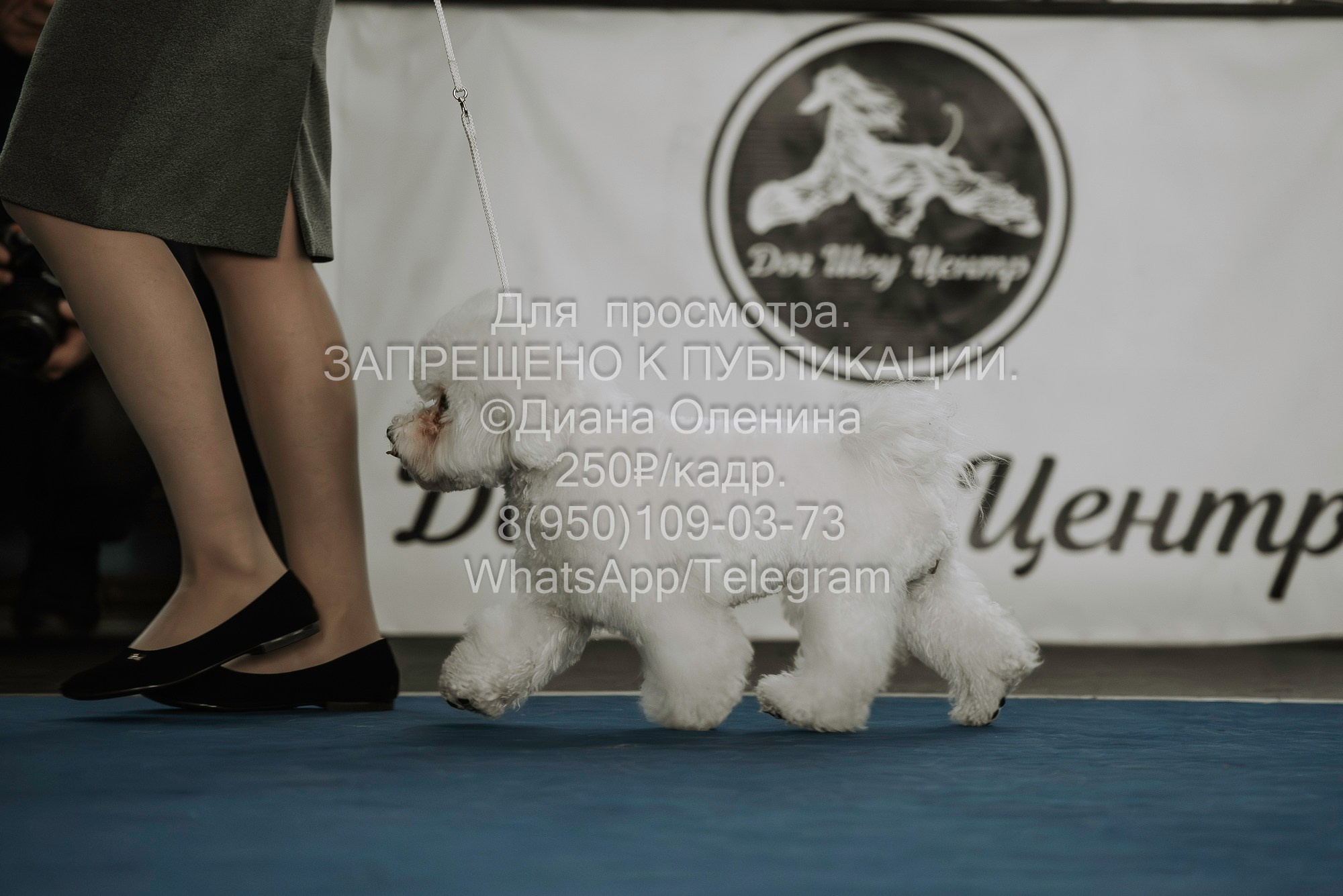 Выставка собак Красноярск 29.10.2023. Фотограф Диана Оленина Красноярск / Братск