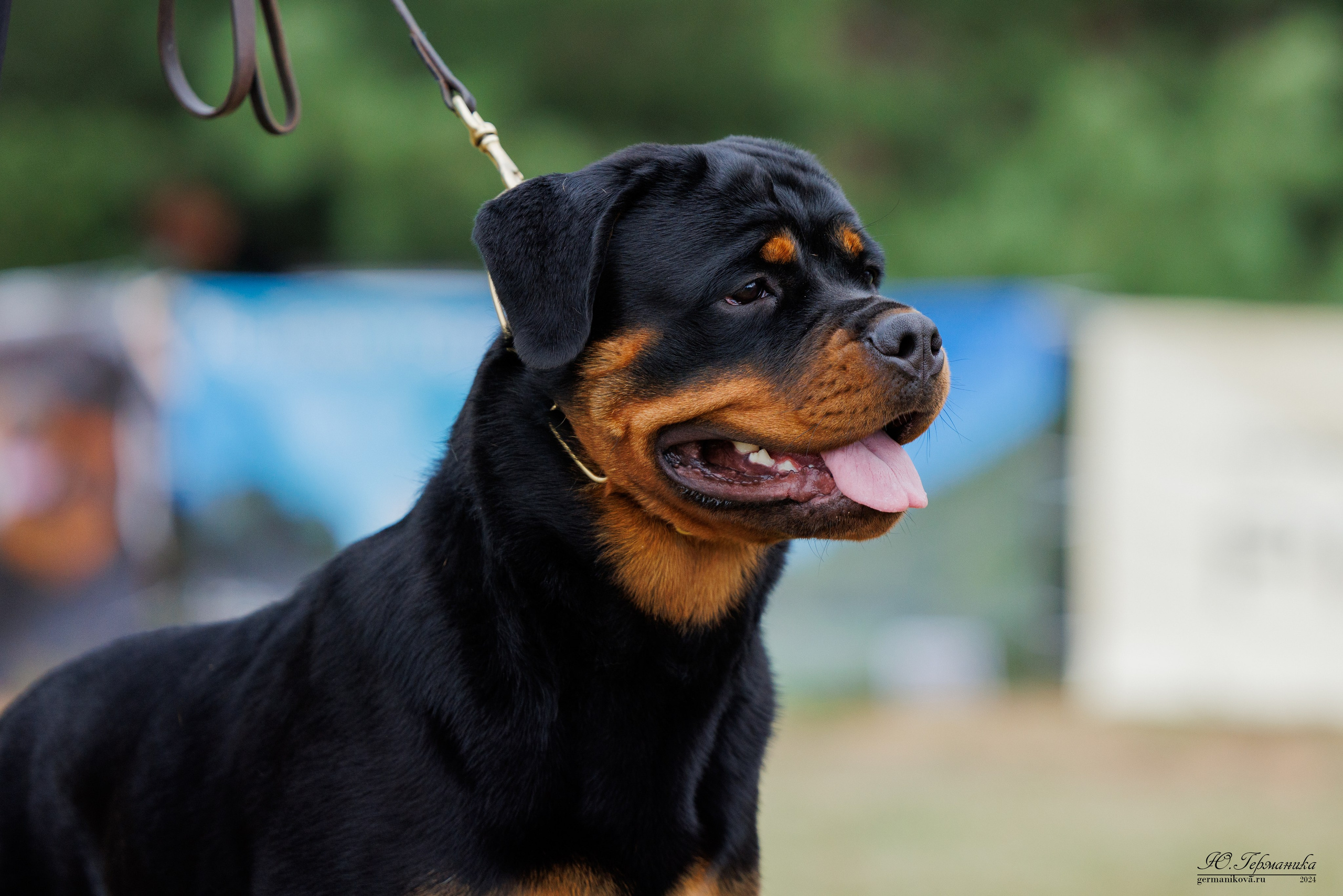 ПК и КЧК ротвейлеры Тверь 6-7.07.2024. Фотограф-анималист Юлия Германика