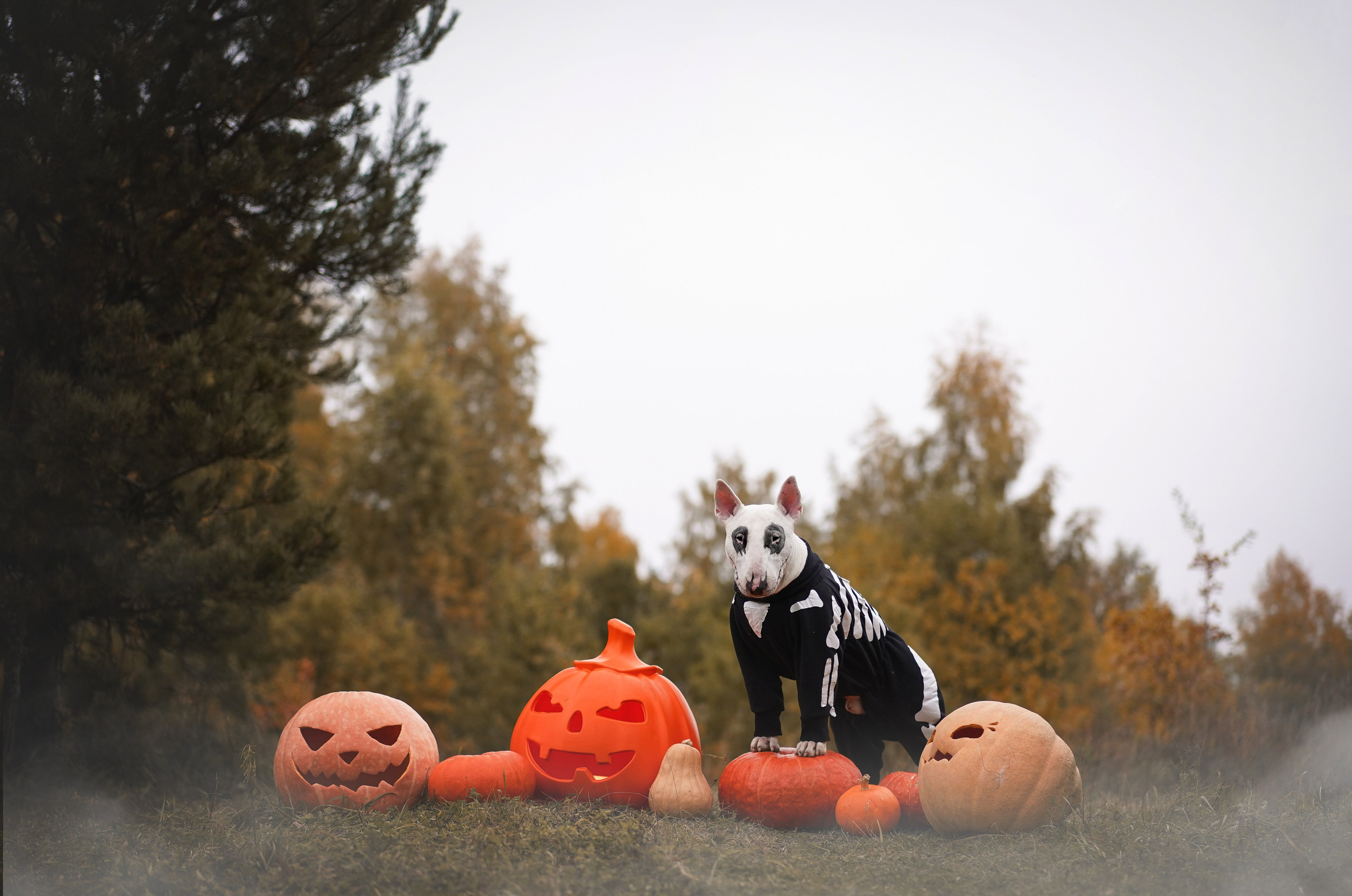 Настя Рома и Сахар Хелоуин. Фотограф-анималист в Санкт-Петербурге Яна Мартынова