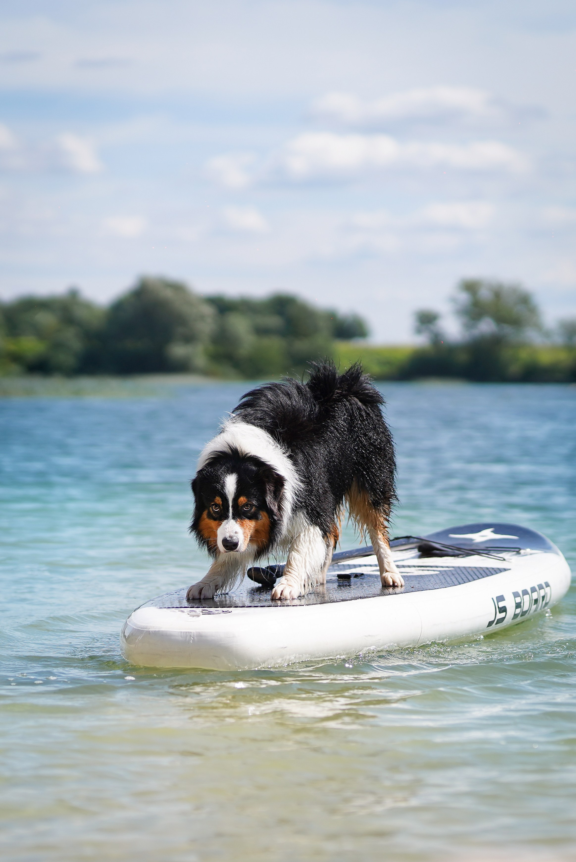 Аусси на карьерах. Фотограф-анималист в Санкт-Петербурге Яна Мартынова