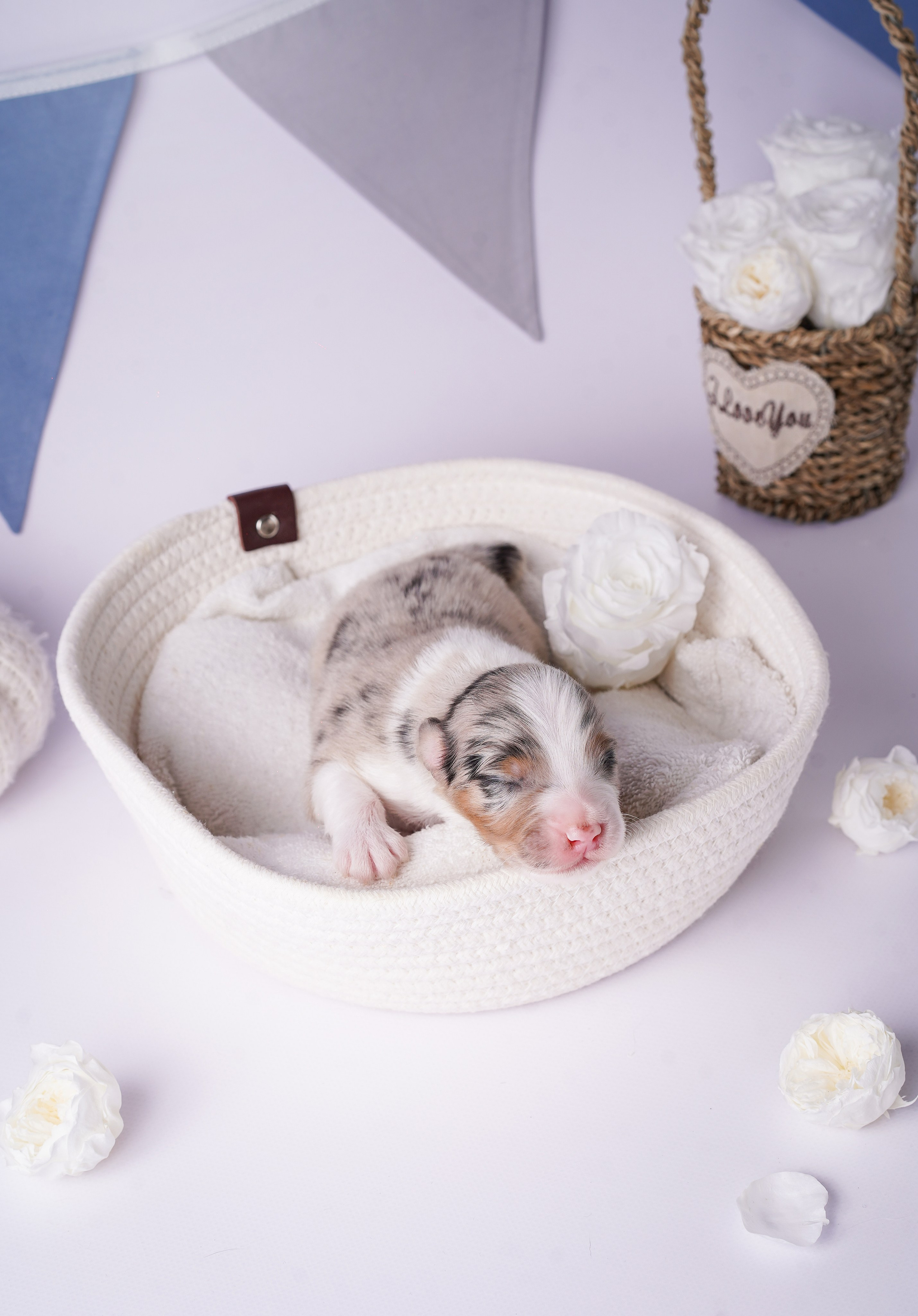 Щенки австралийской овчарки. Фотограф-анималист в Санкт-Петербурге Яна Мартынова