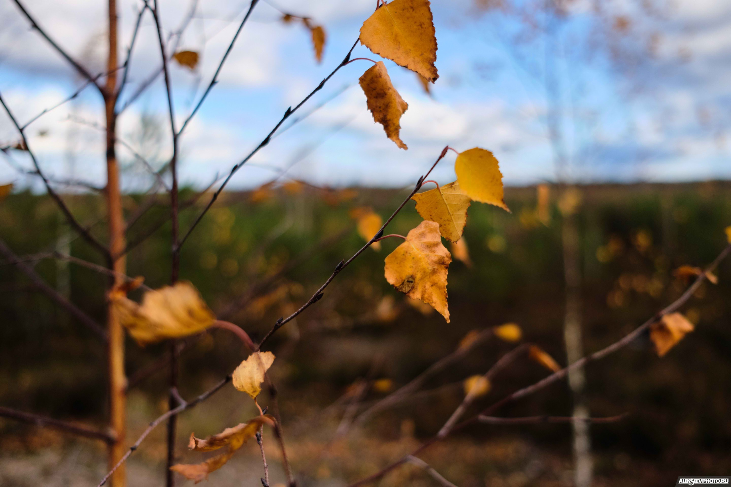 2021.10.17 — Финал чемпионата СЗФО по трофи-рейдам — 1 день. Фотограф Алексей Алексеев