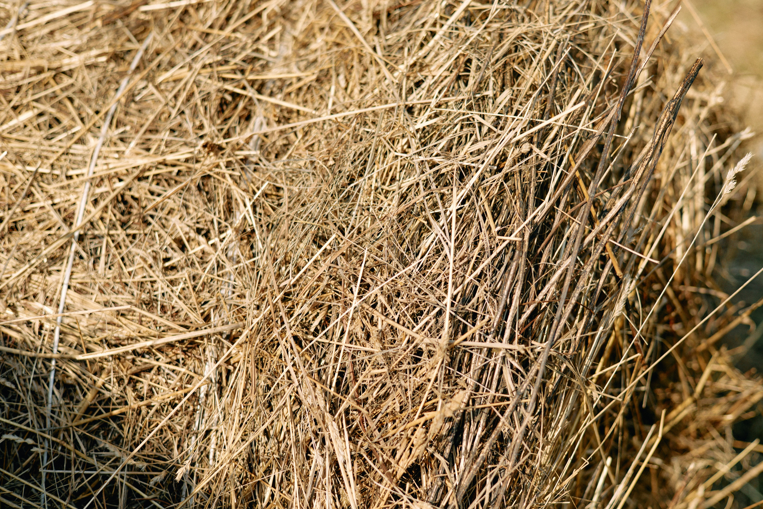 Бутик-отель Поле летом. Профессиональный Фотограф во Владимире, в Москве и в Суздале — Полина Романычева