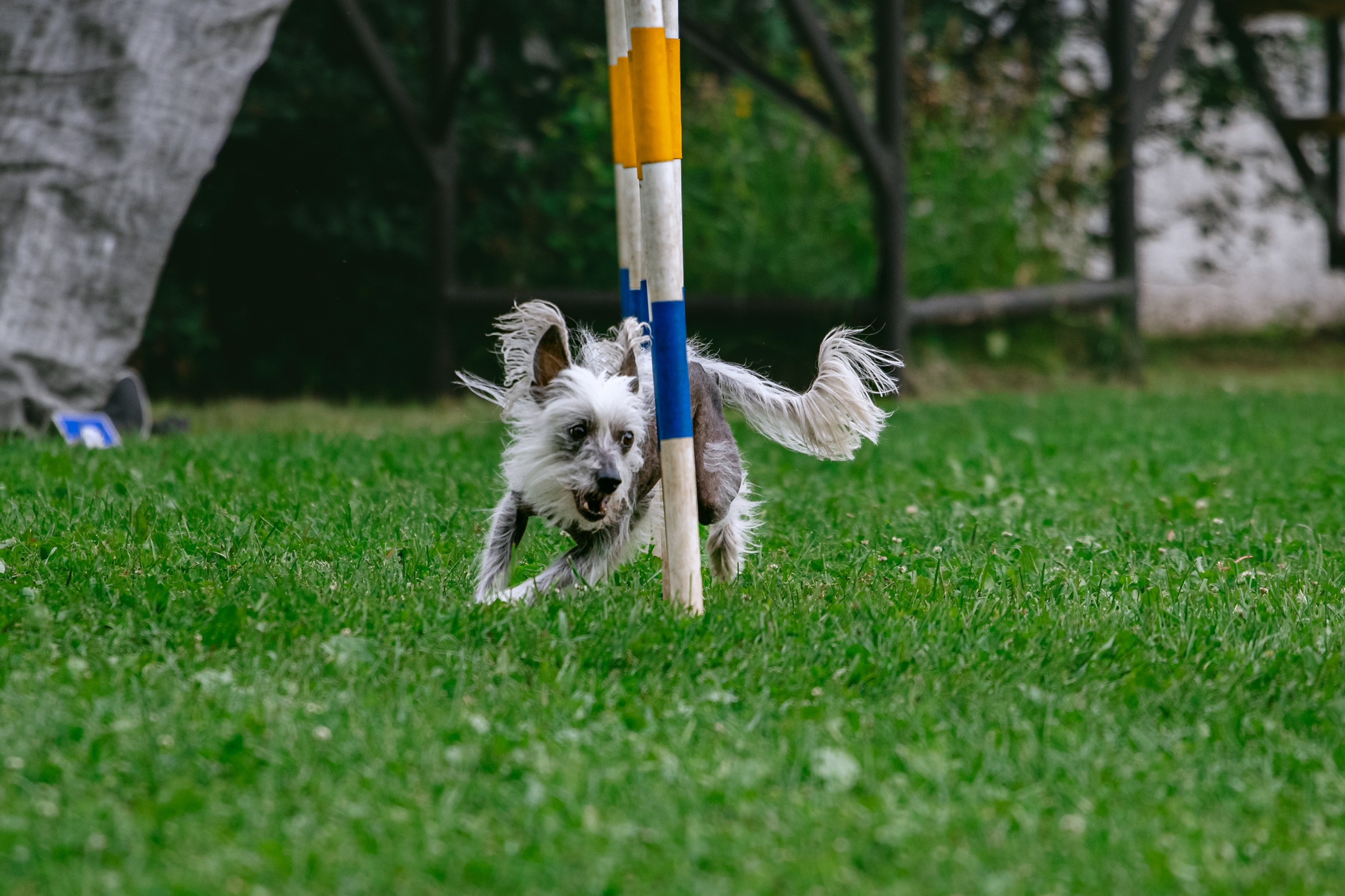 Соревнования по аджилити Долгопрудный 30.06.2025. Фотограф-анималист Татьяна Степанова