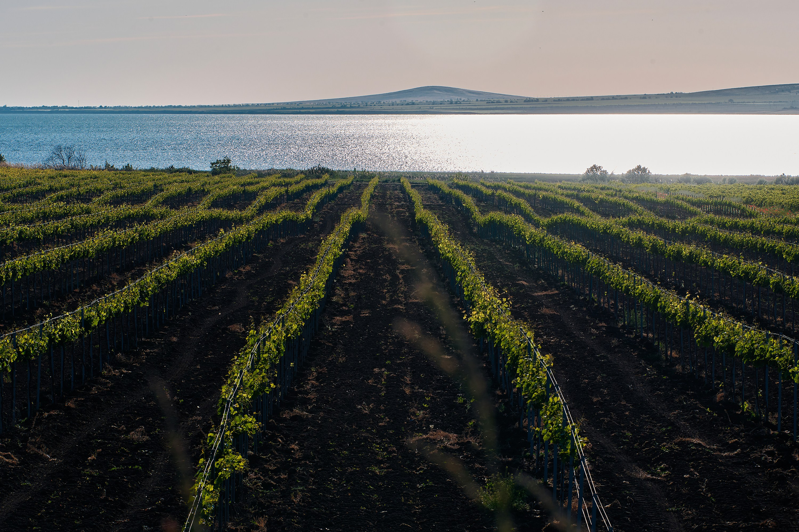 Тамань, виноградник