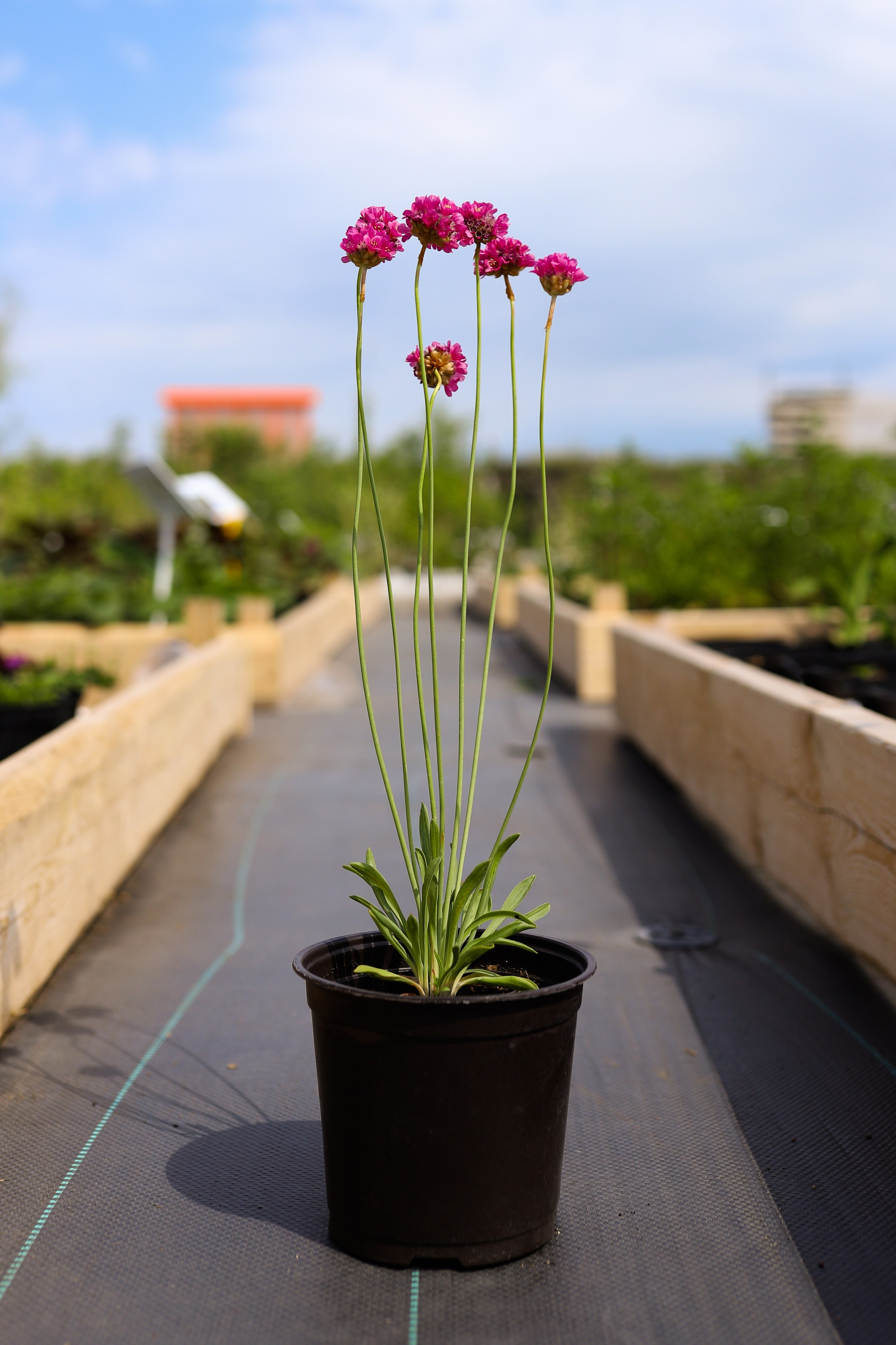 Садовый центр. Фотограф Эмилия Сафиуллина