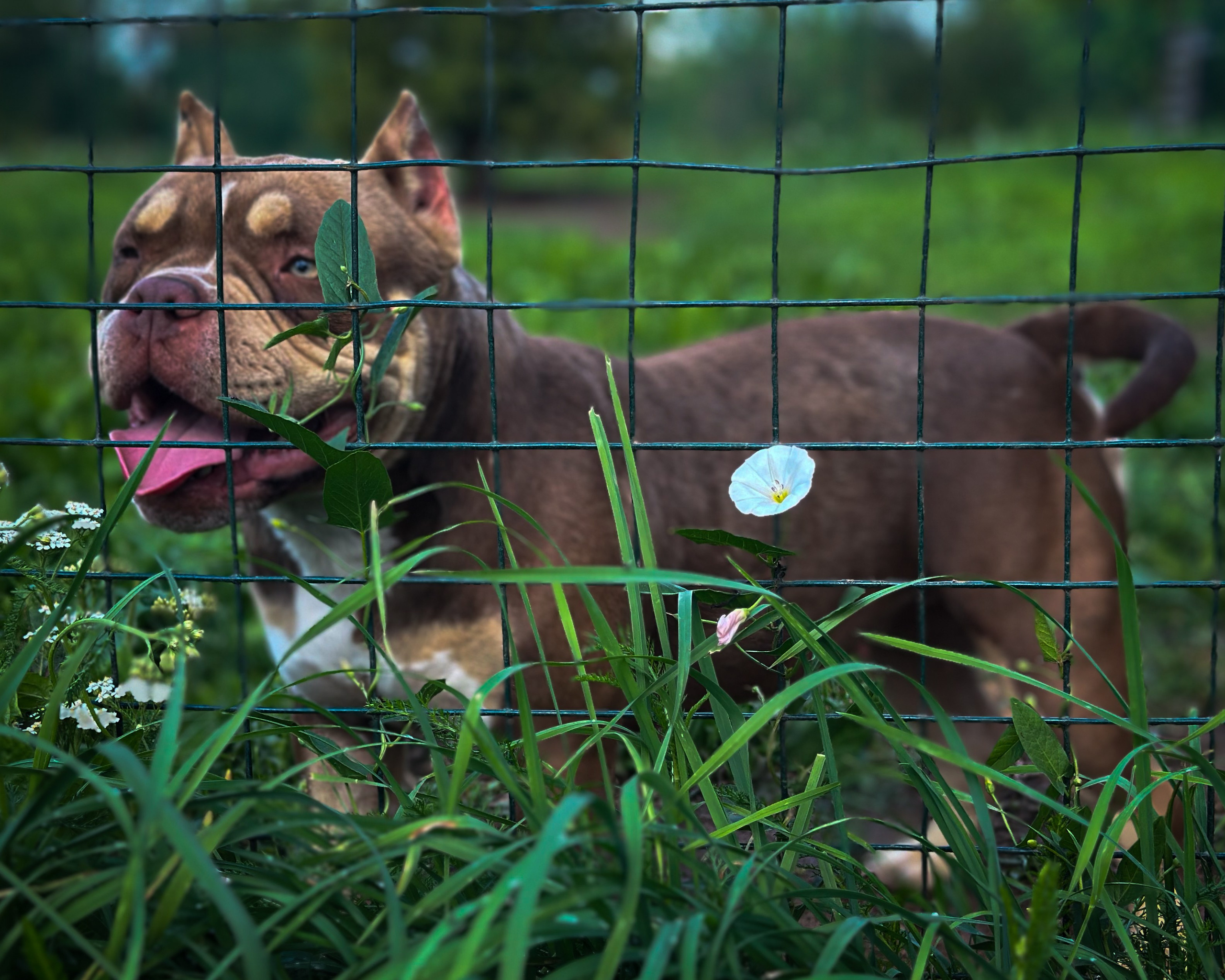 Питомник американских булли Bounty Pride Bully