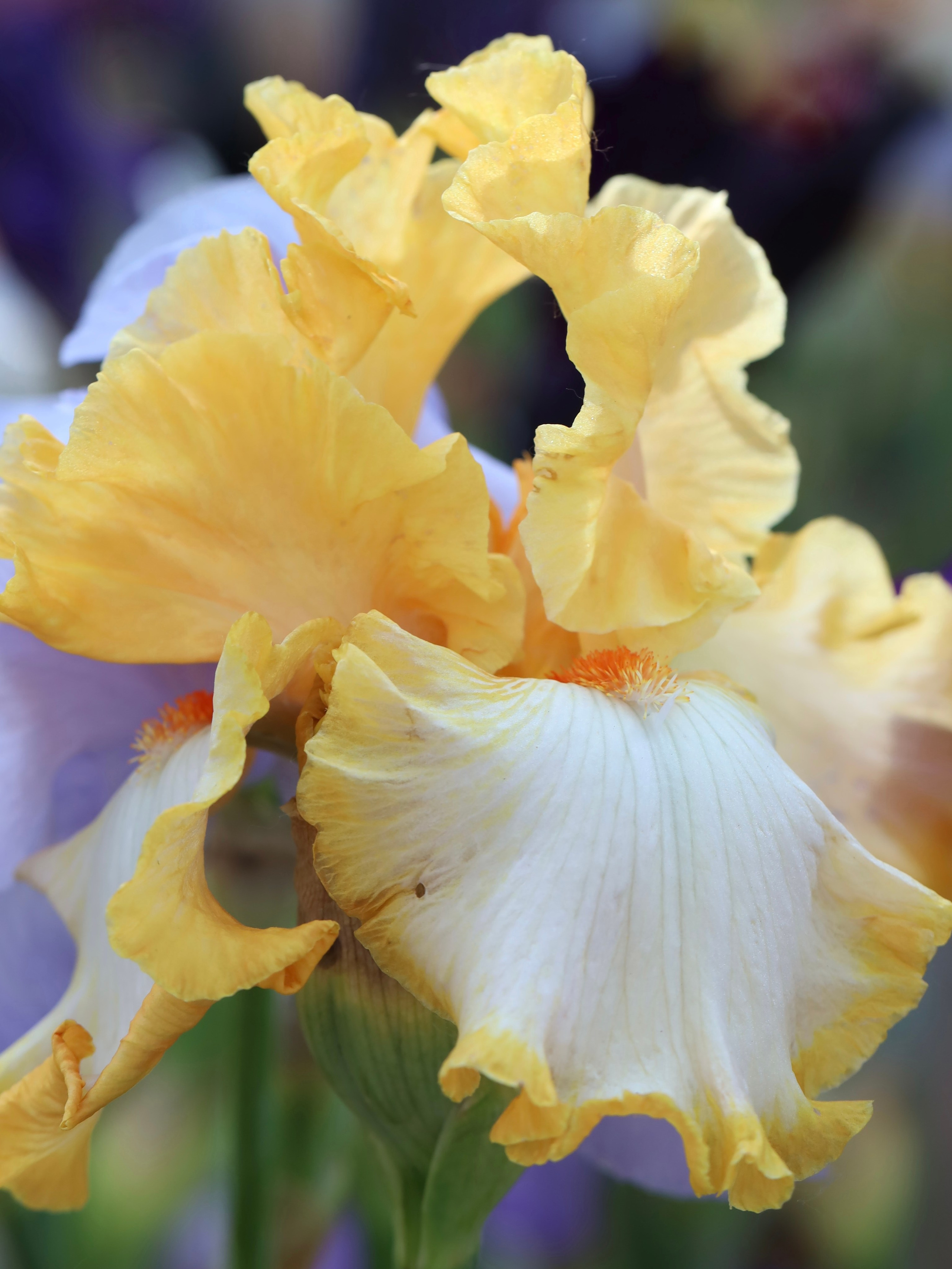 Фестиваль пионов и ирисов в Аптекарском огороде — июнь 2023. Фотосессии и репортаж — Фотограф в Москве — Рина Серёгина