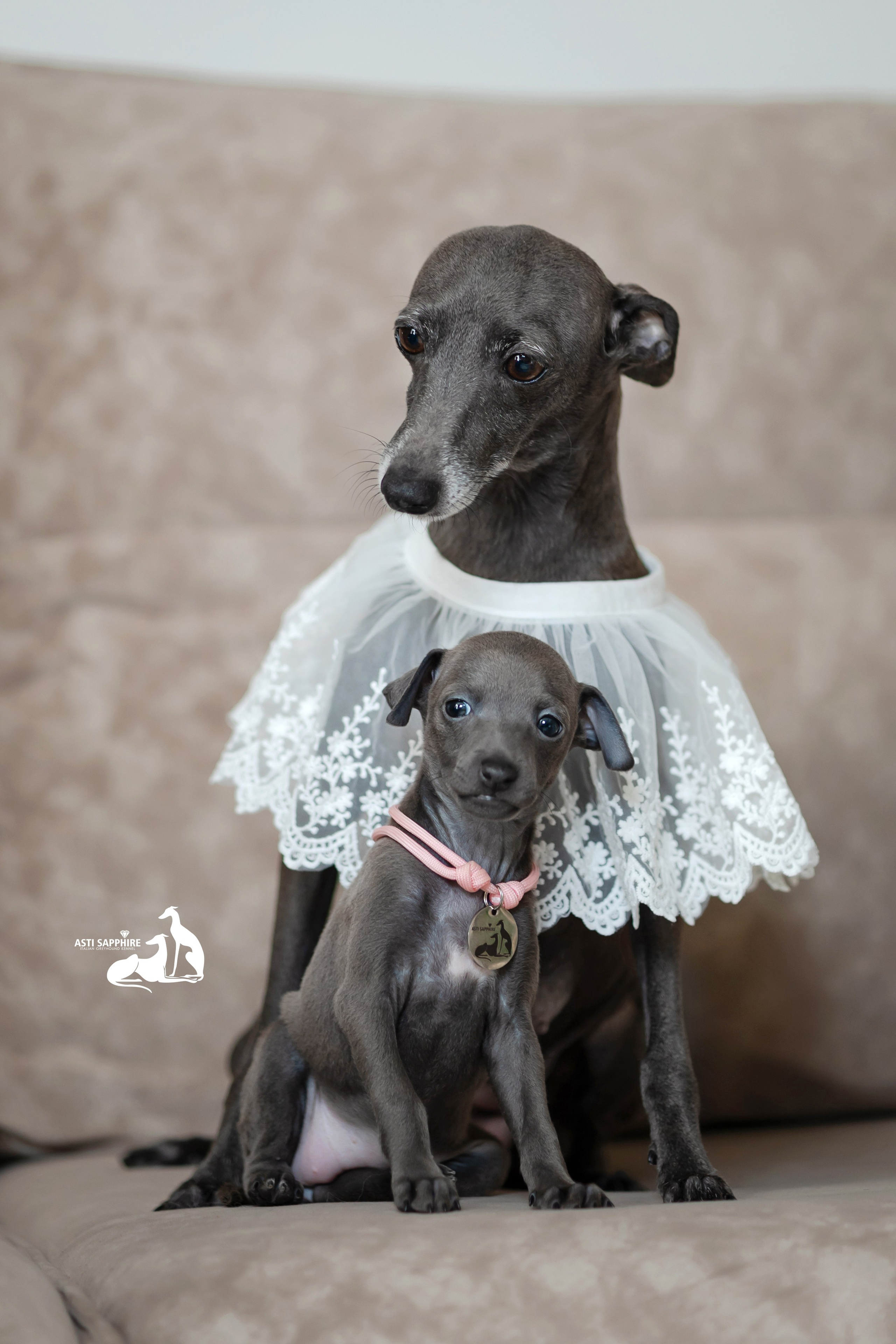 Весенние крошки. Professional Italian Greyhound Kennel RKF/FCI ASTI SAPPHIRE 💎 Sochi|St. Petersburg