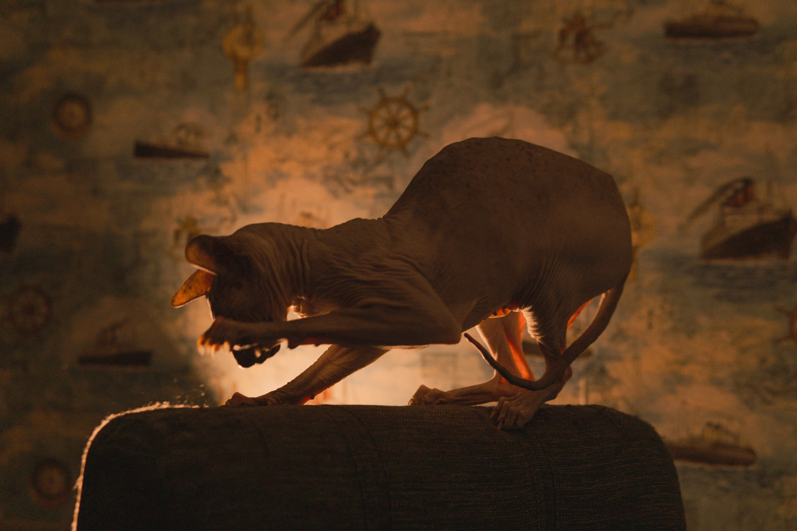 Бандит. Фотограф-анималист Ксения Воробьева, Москва