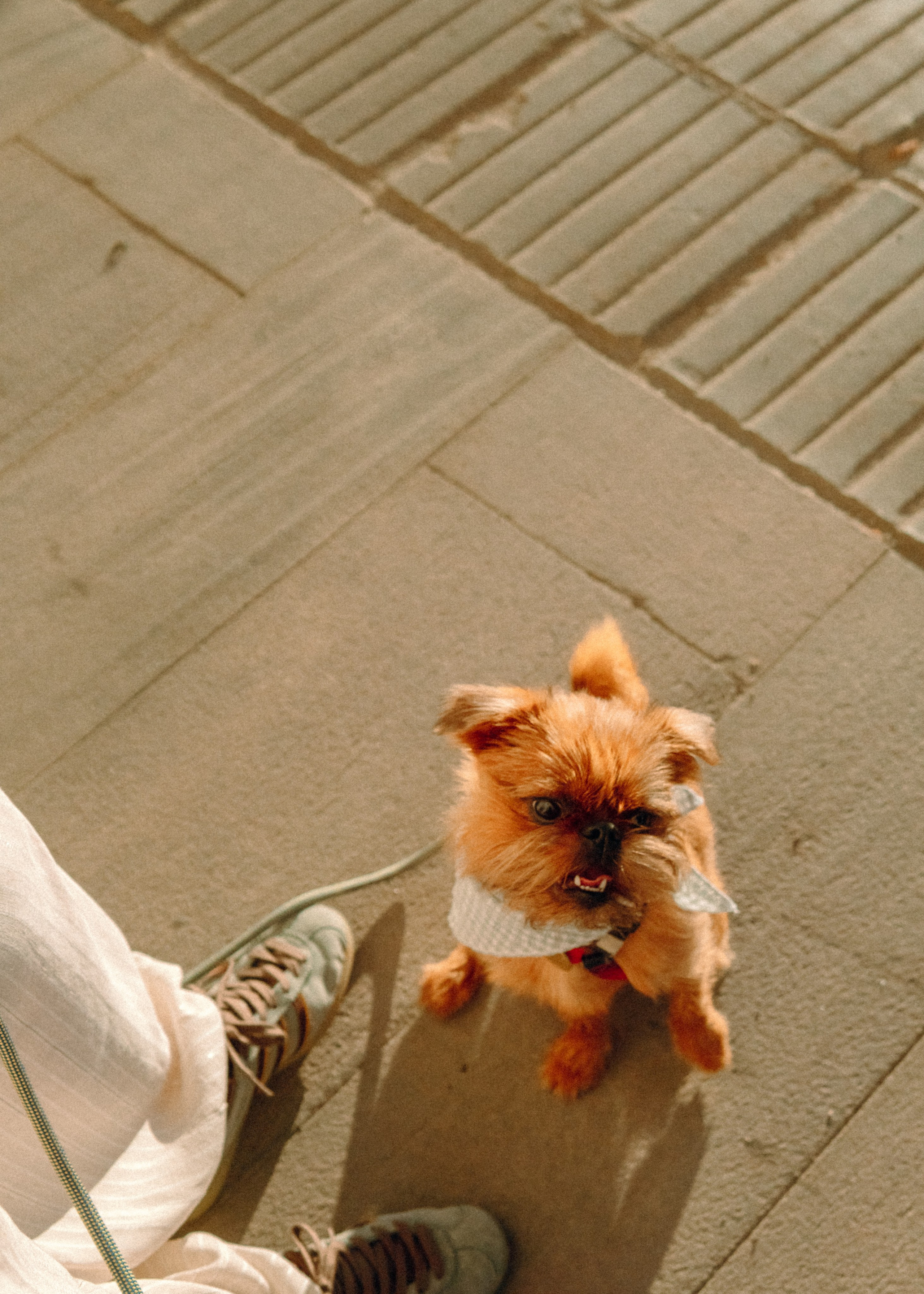 Лена и Альфи. Фотограф-анималист Ксения Воробьева, Москва