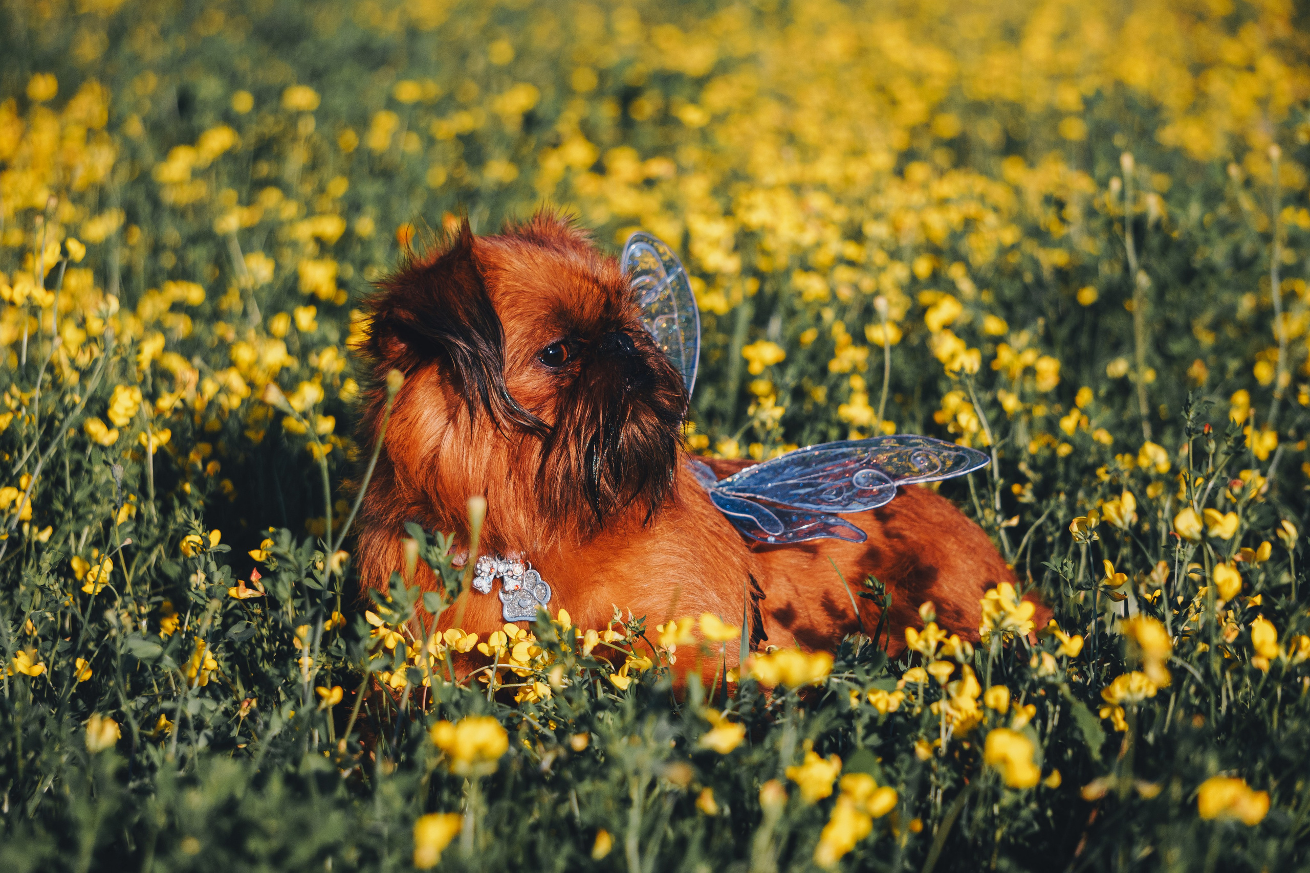 Катя и Яшма. Фотограф-анималист Ксения Воробьева, Москва